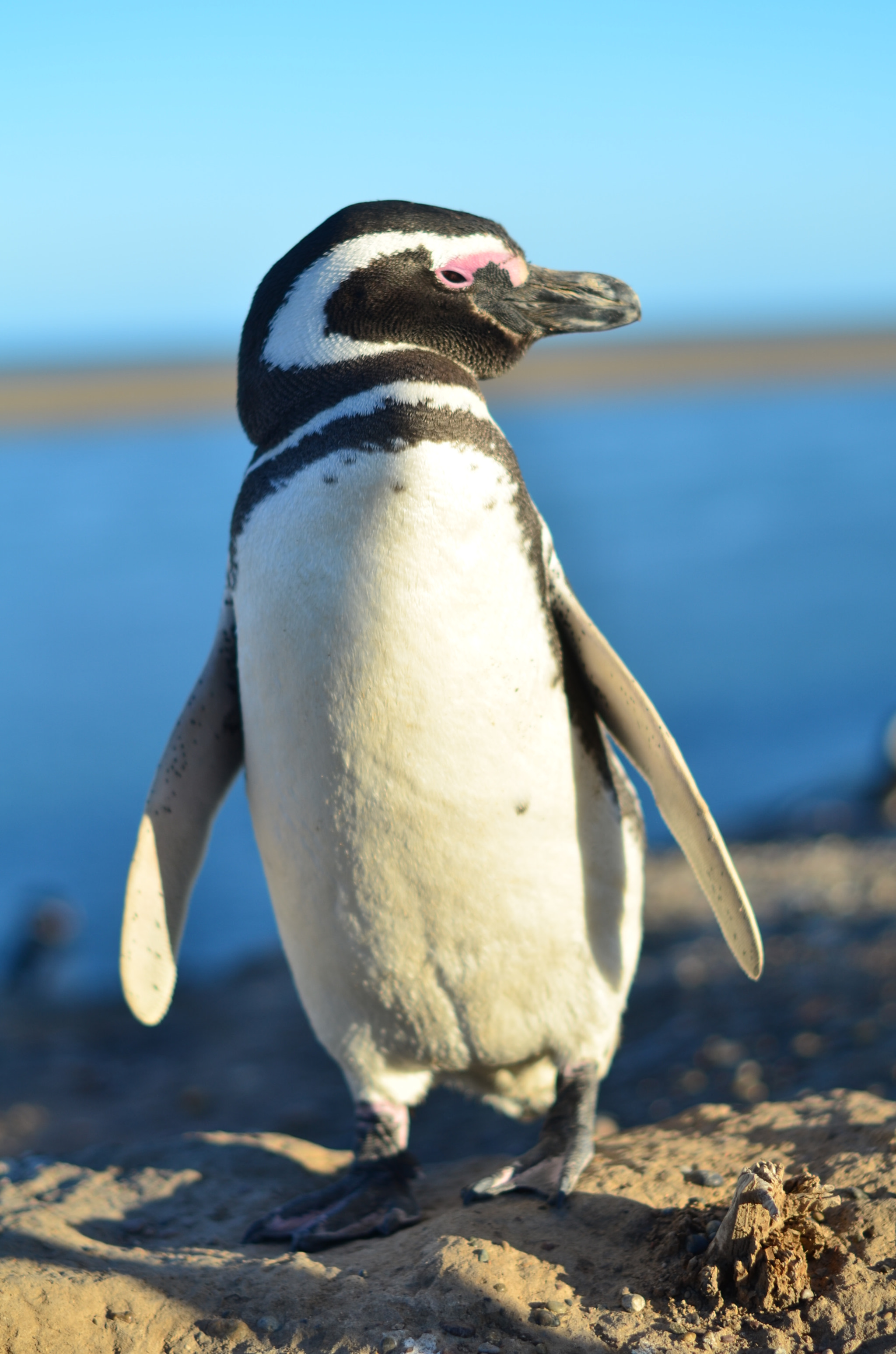 Nikon D5100 + Nikon AF-S Nikkor 50mm F1.4G sample photo. Magallanes penguins photography