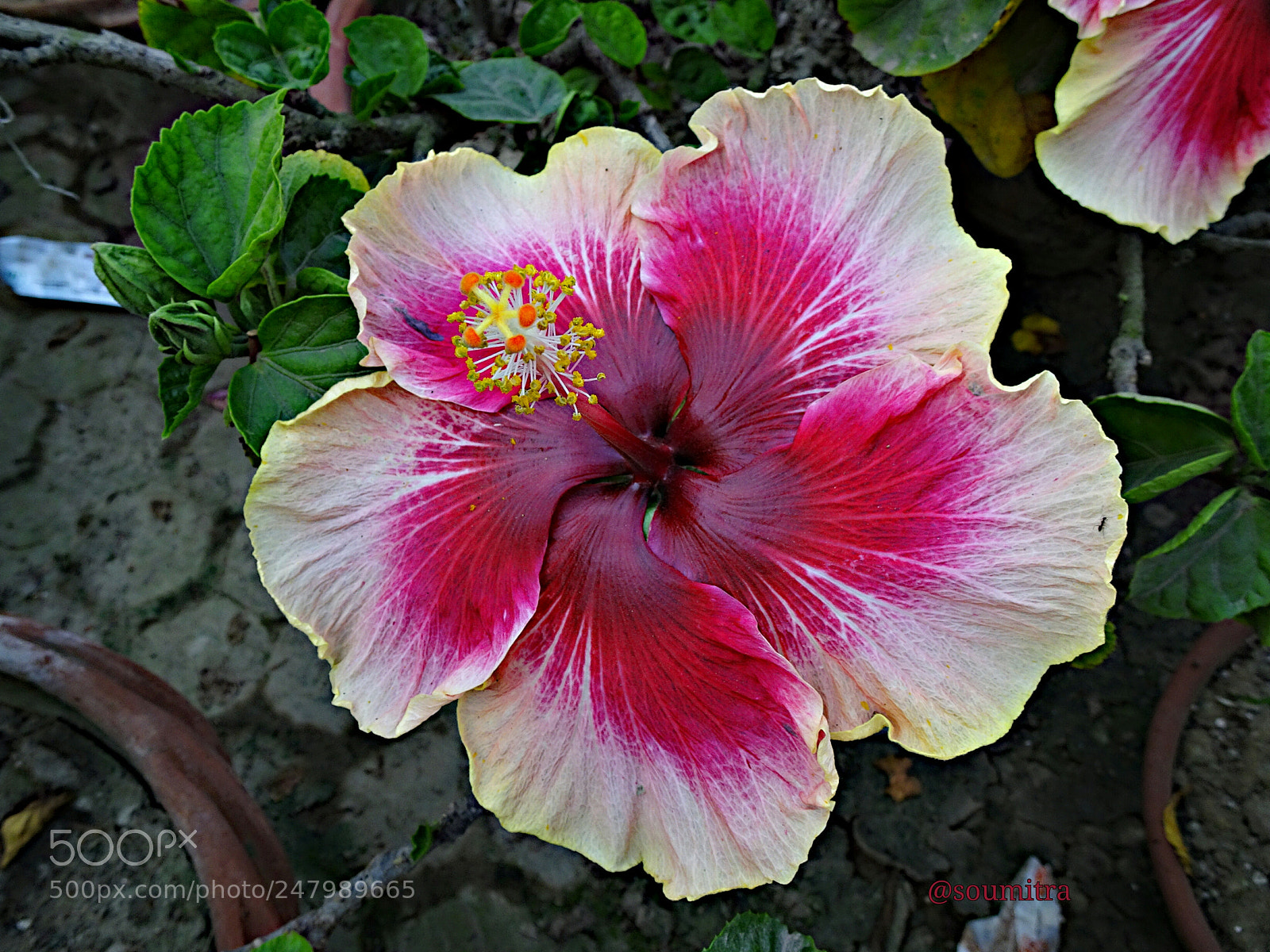 Sony Cyber-shot DSC-HX90V sample photo. Hibiscus photography