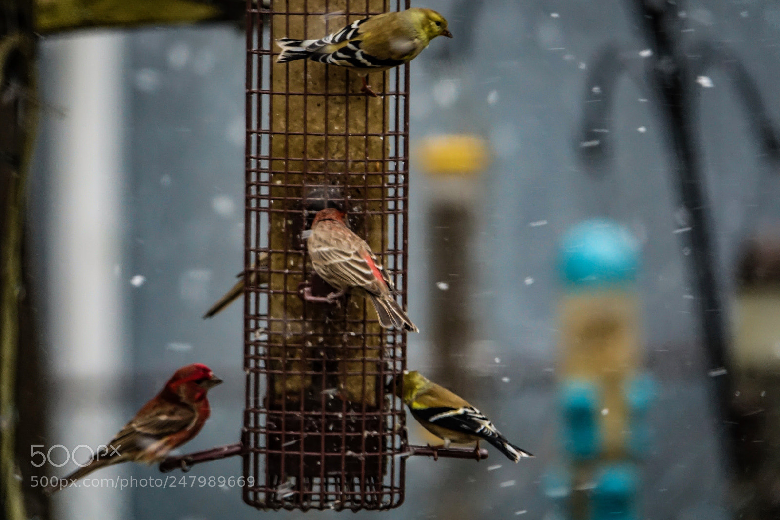 Sony Cyber-shot DSC-RX10 III sample photo. Goldfinches turning gold photography