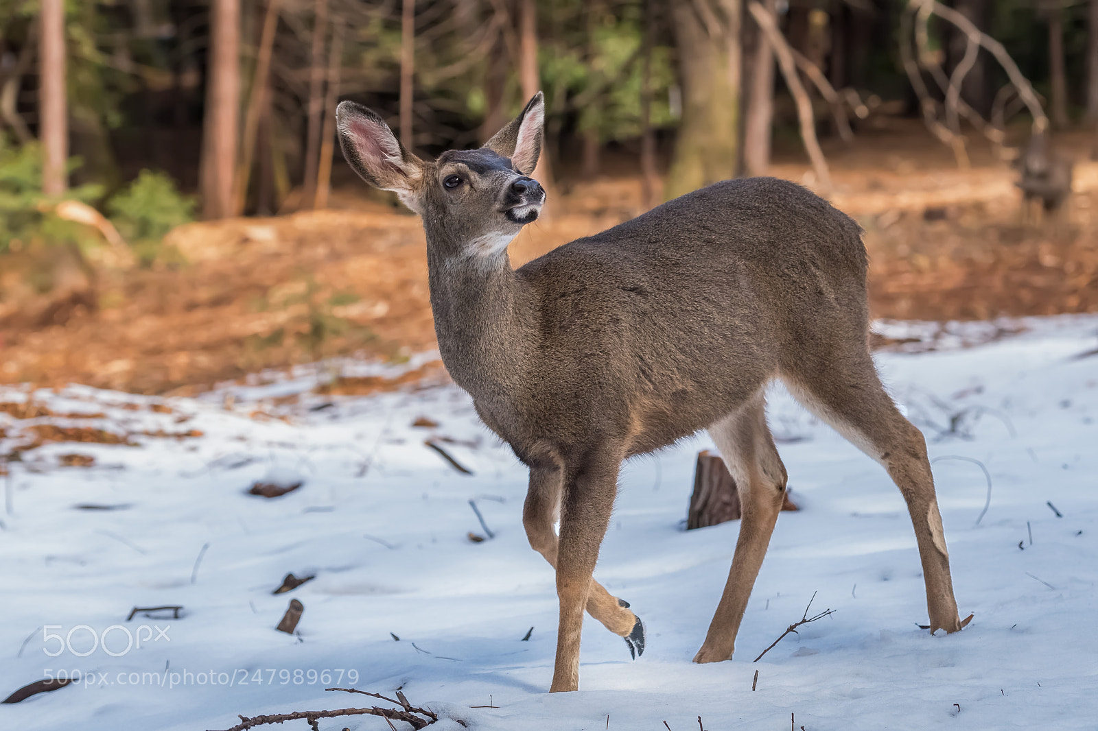 Nikon D5 sample photo. Deer walking in snow photography