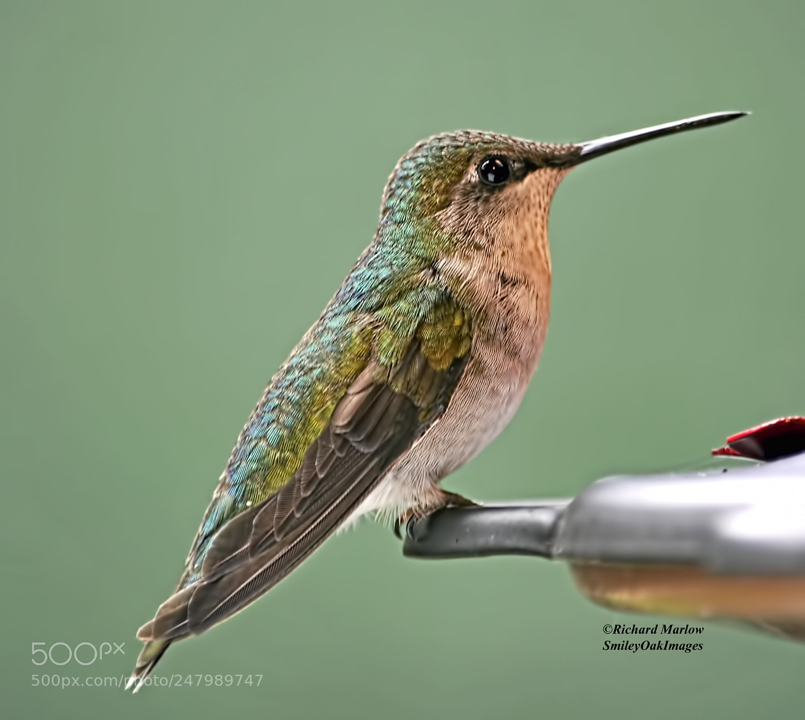 Nikon D5000 sample photo. Hummingbird photography