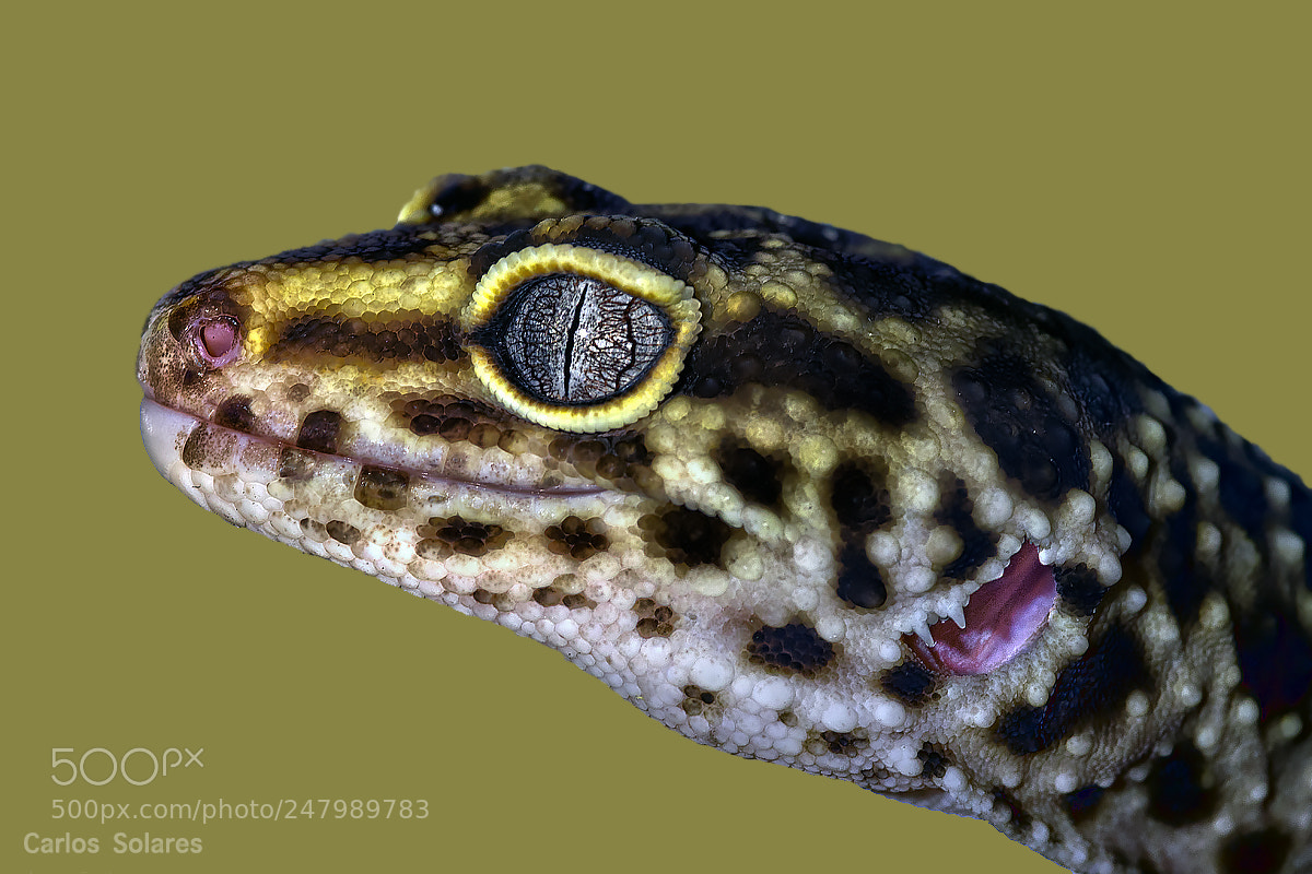 Nikon D500 sample photo. Leopard gecko photography