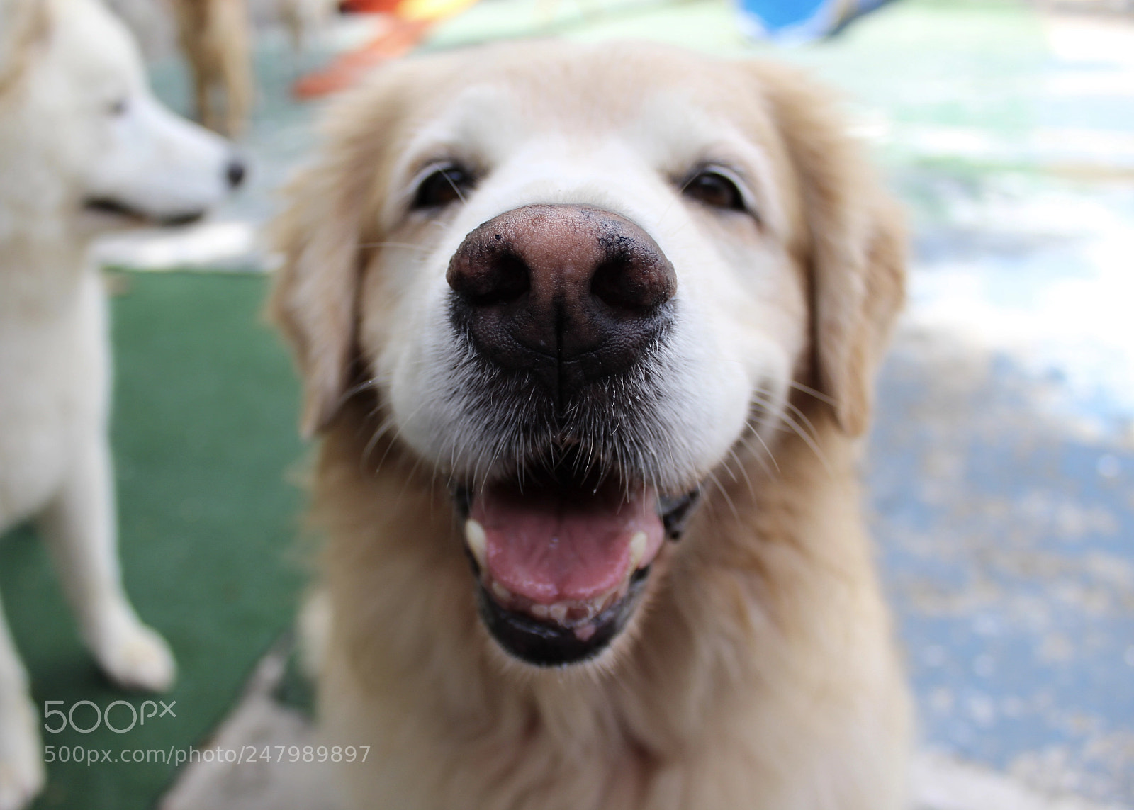Canon EOS 1300D (EOS Rebel T6 / EOS Kiss X80) sample photo. Golden smile photography