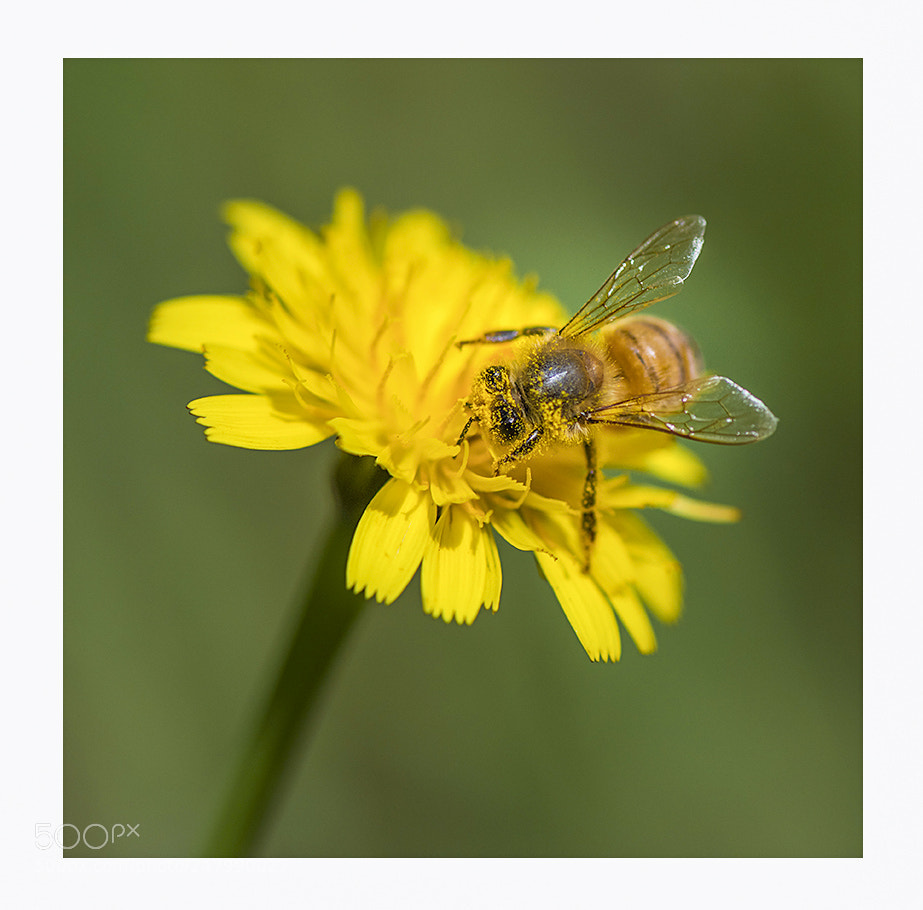 Nikon D810 sample photo. Bee and flower photography