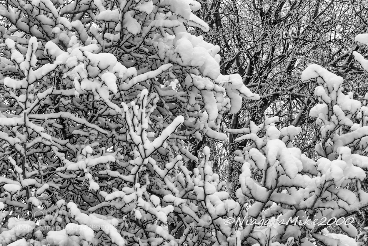 Nikon D810 sample photo. Winter's cotton photography