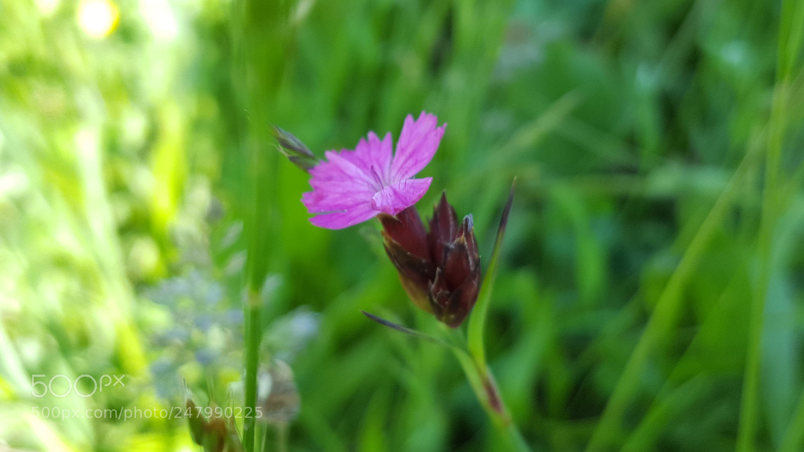 Samsung GALAXY S6 edge sample photo. Spring flower photography