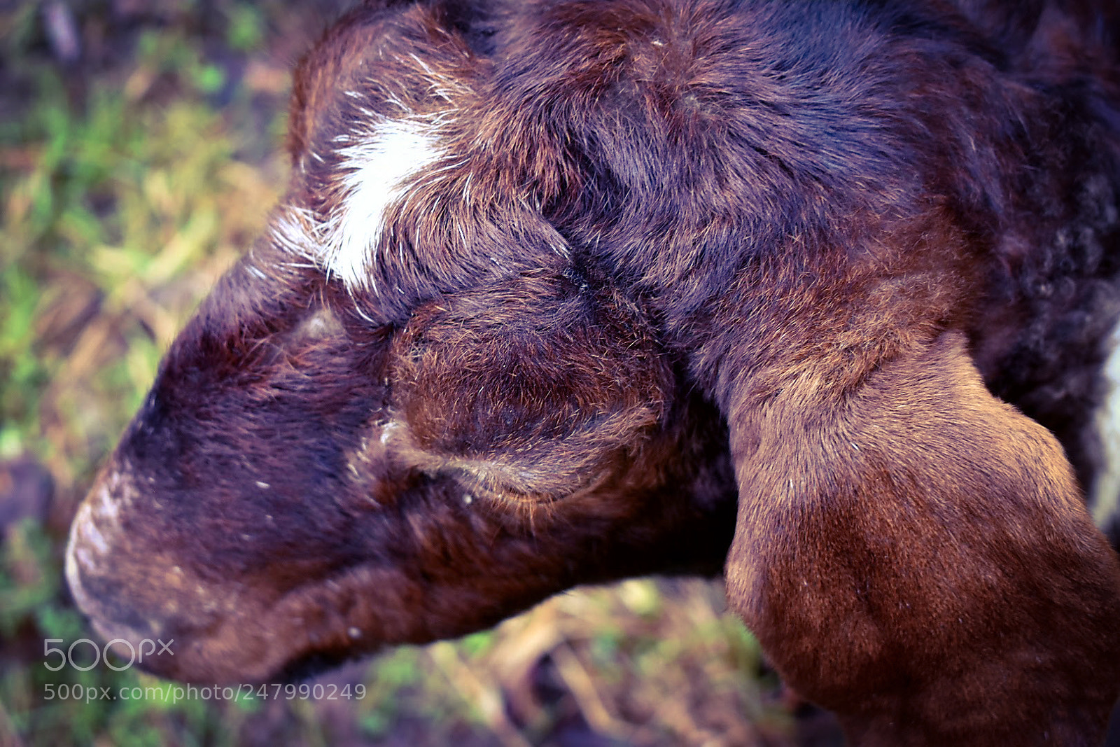 Nikon D3400 sample photo. Matriarch of the goats photography