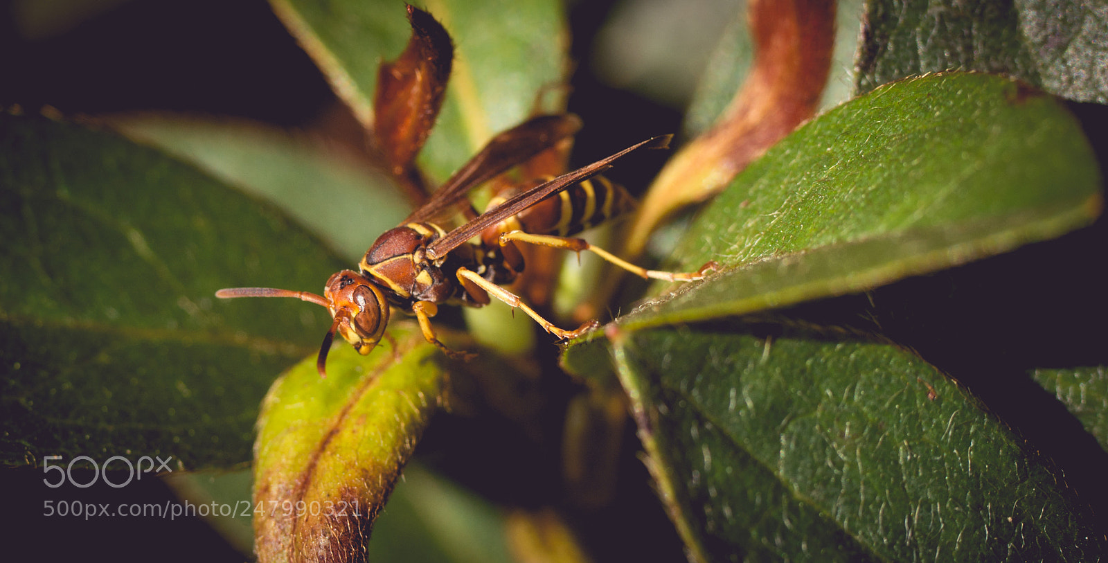 Sony SLT-A99V sample photo. Wasp photography