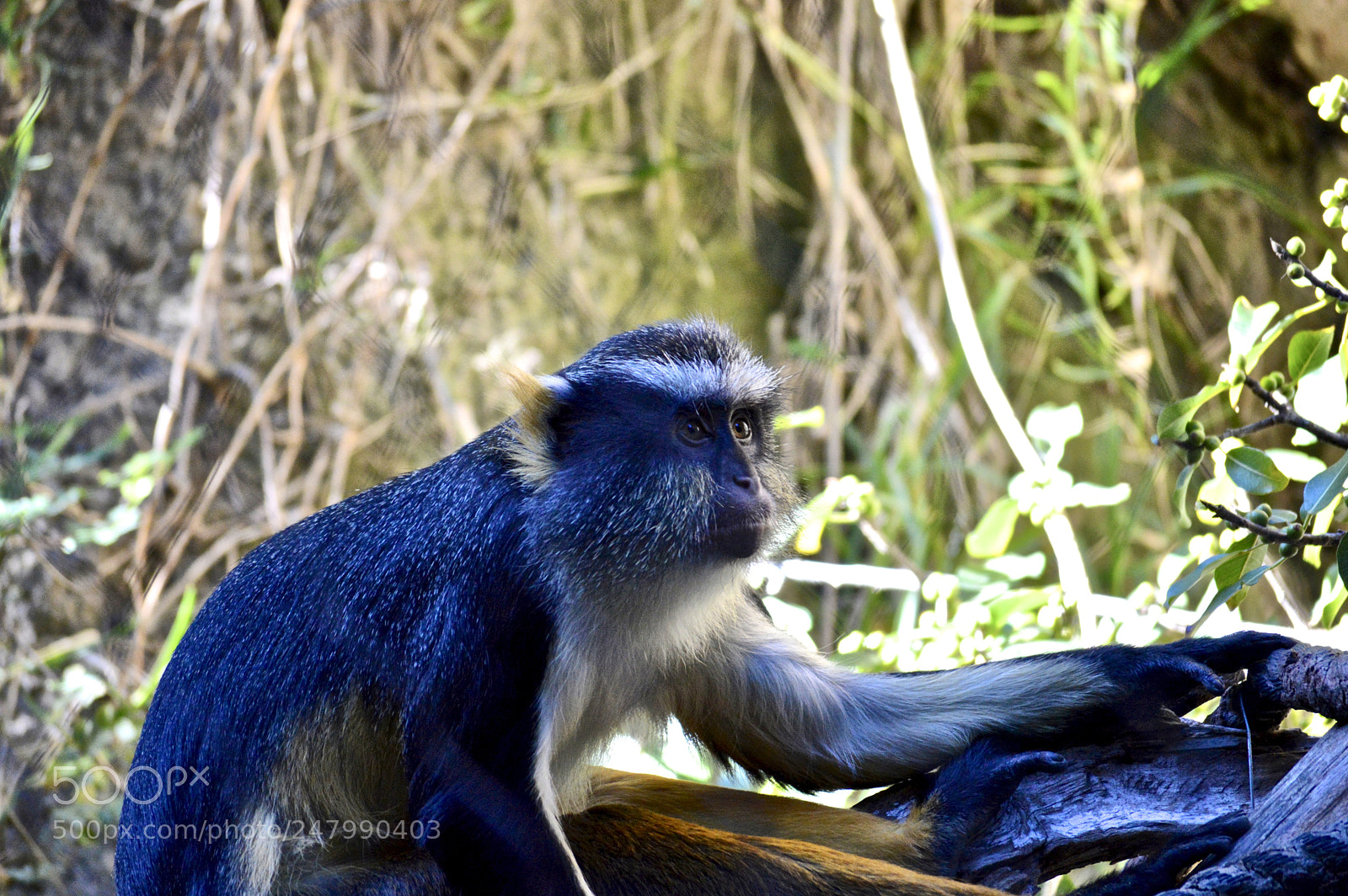 Nikon D3200 sample photo. Blue monkey photography