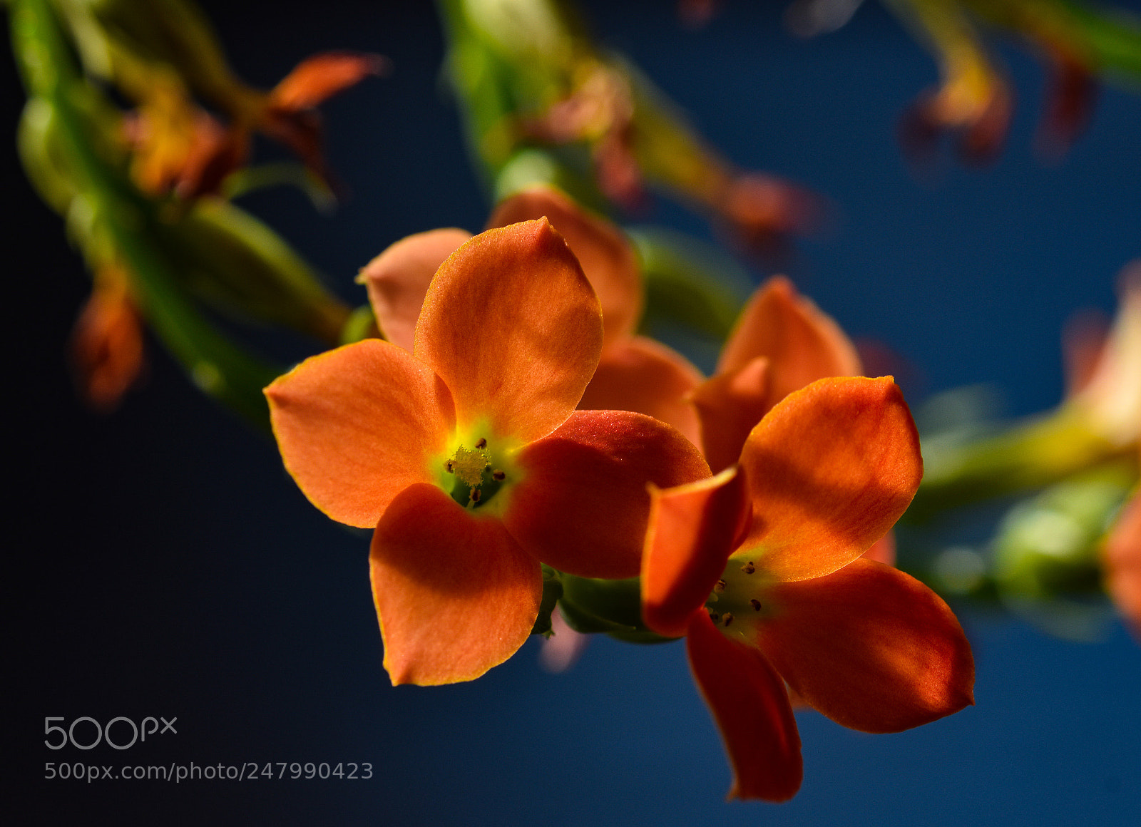 Nikon D3400 sample photo. Kalanchoe photography
