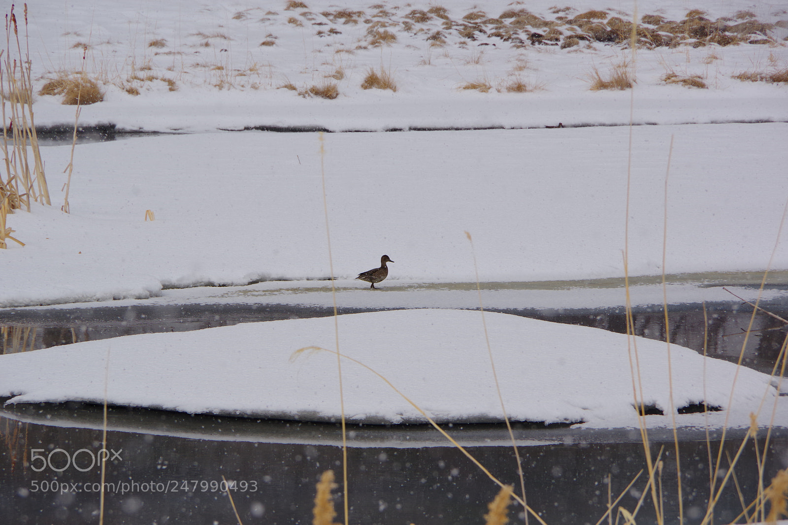 Pentax K-70 sample photo. Untitled photography