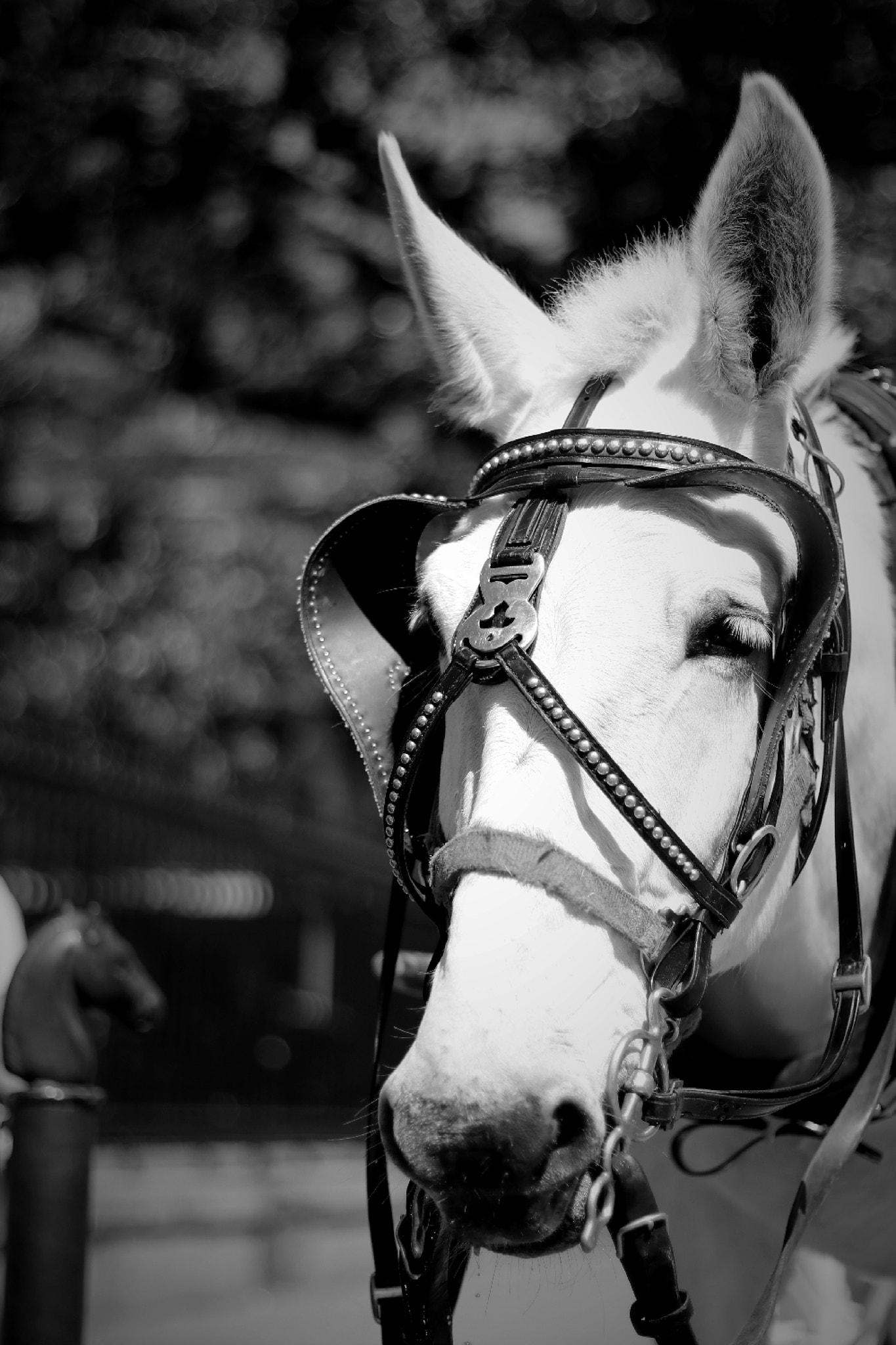 Canon EOS 80D + Canon EF 50mm F1.4 USM sample photo. Slave photography