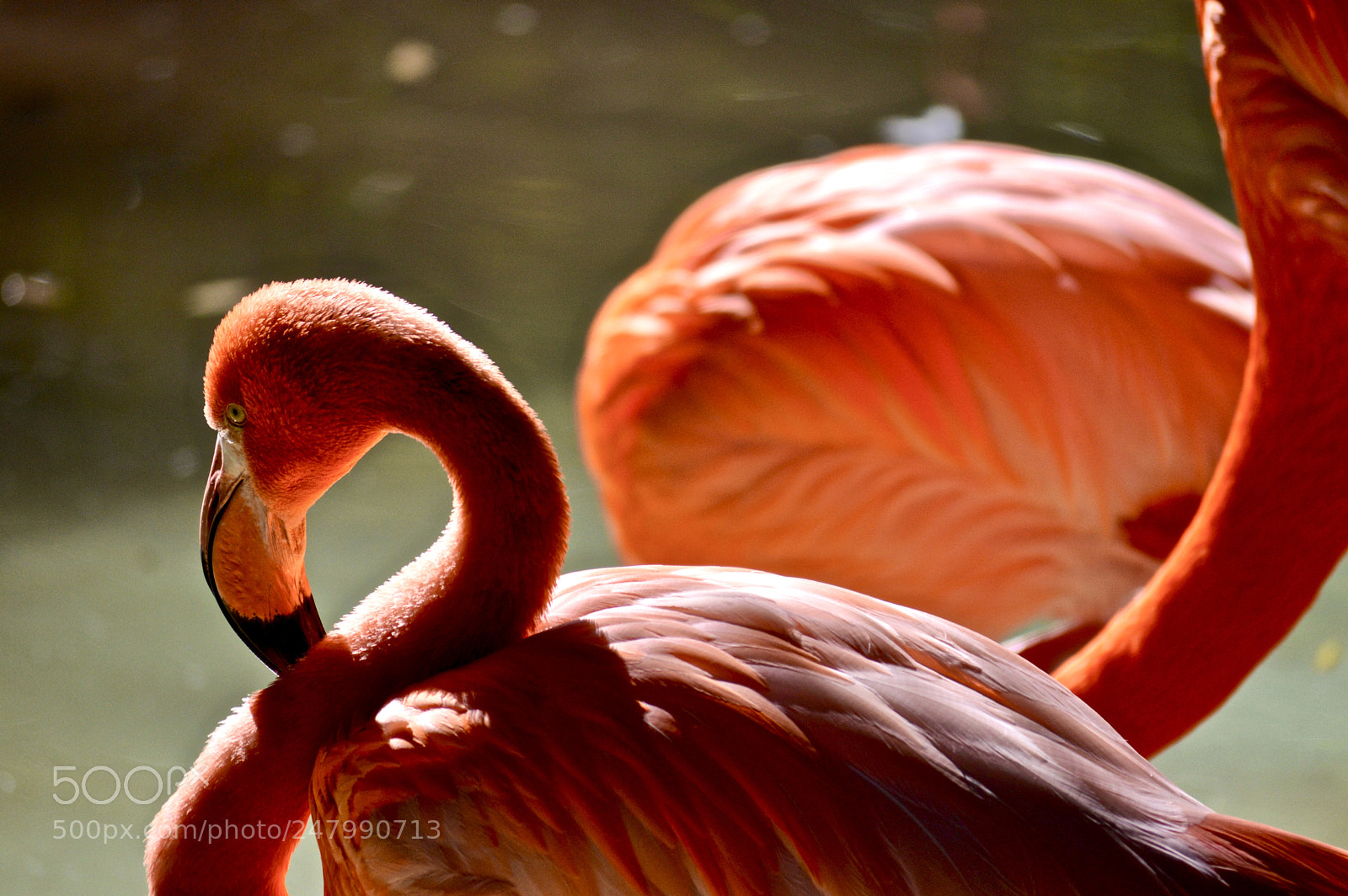 Nikon D3200 sample photo. Dozing off photography
