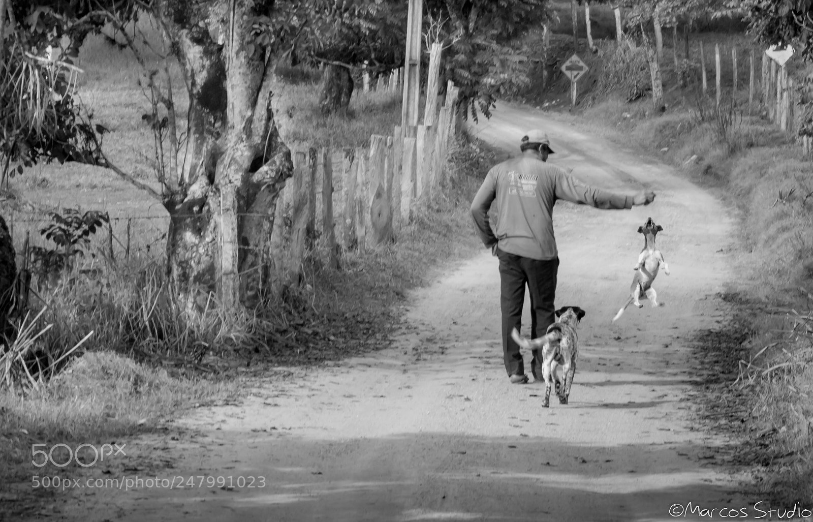 Canon EOS 750D (EOS Rebel T6i / EOS Kiss X8i) sample photo. Walking with dogs photography