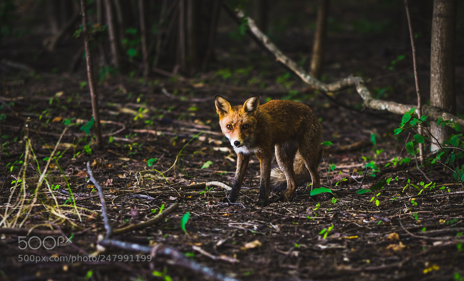 Fujifilm X-T1 sample photo. 14810.jpg photography