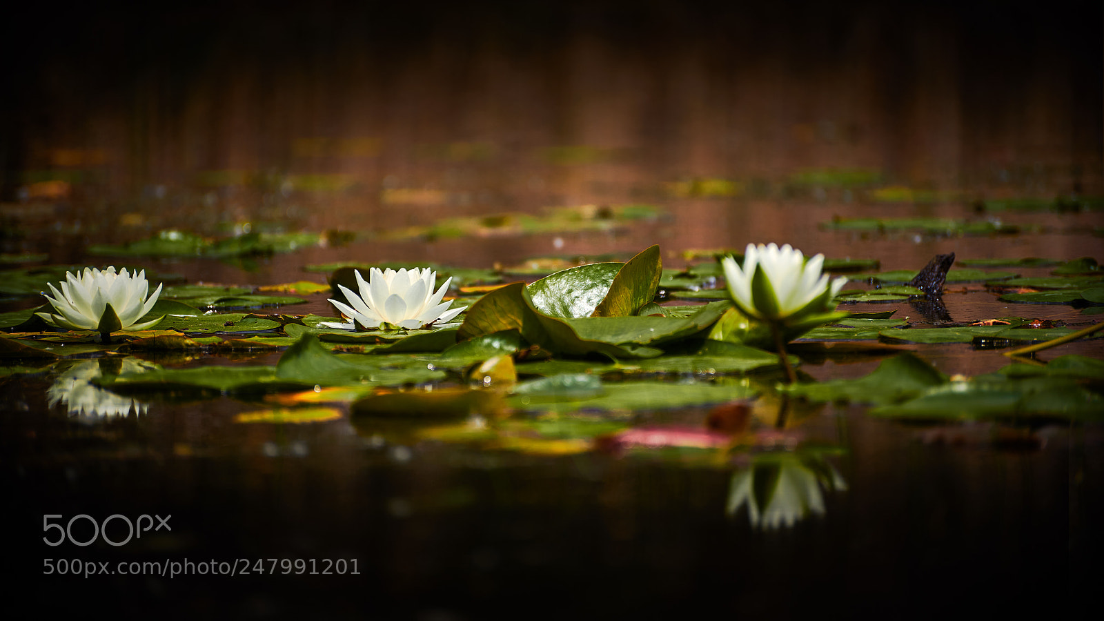 Sony a7 II sample photo. * reflected flowers * photography