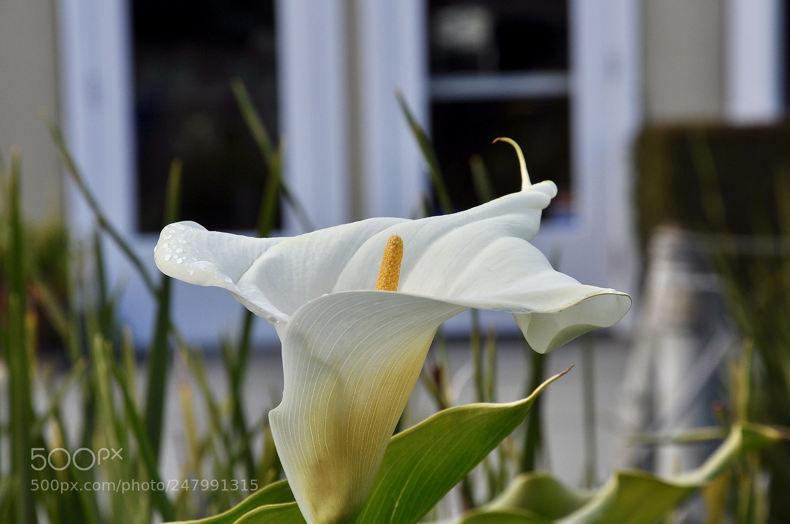 Nikon D90 sample photo. Untitled photography