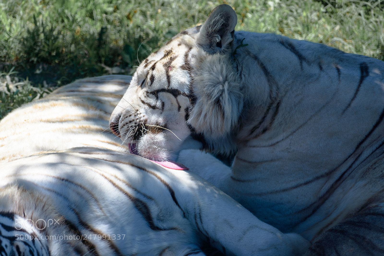Nikon D3400 sample photo. Big cat bath photography