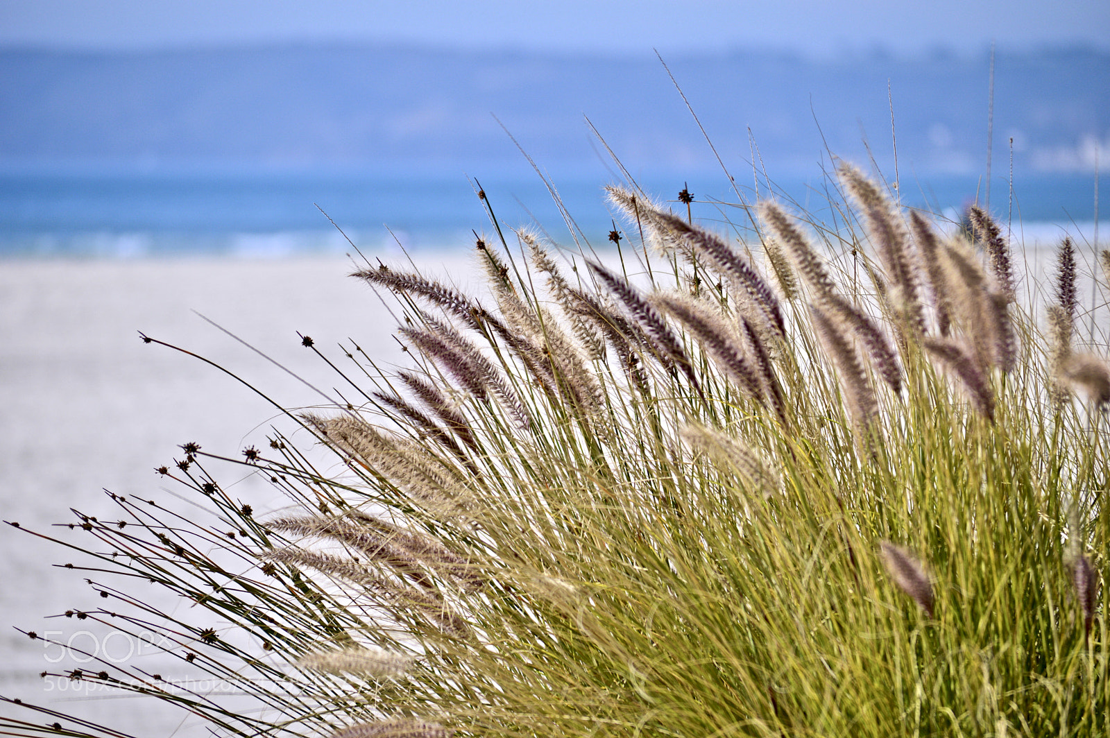 Nikon D3200 sample photo. Grass on coronado photography