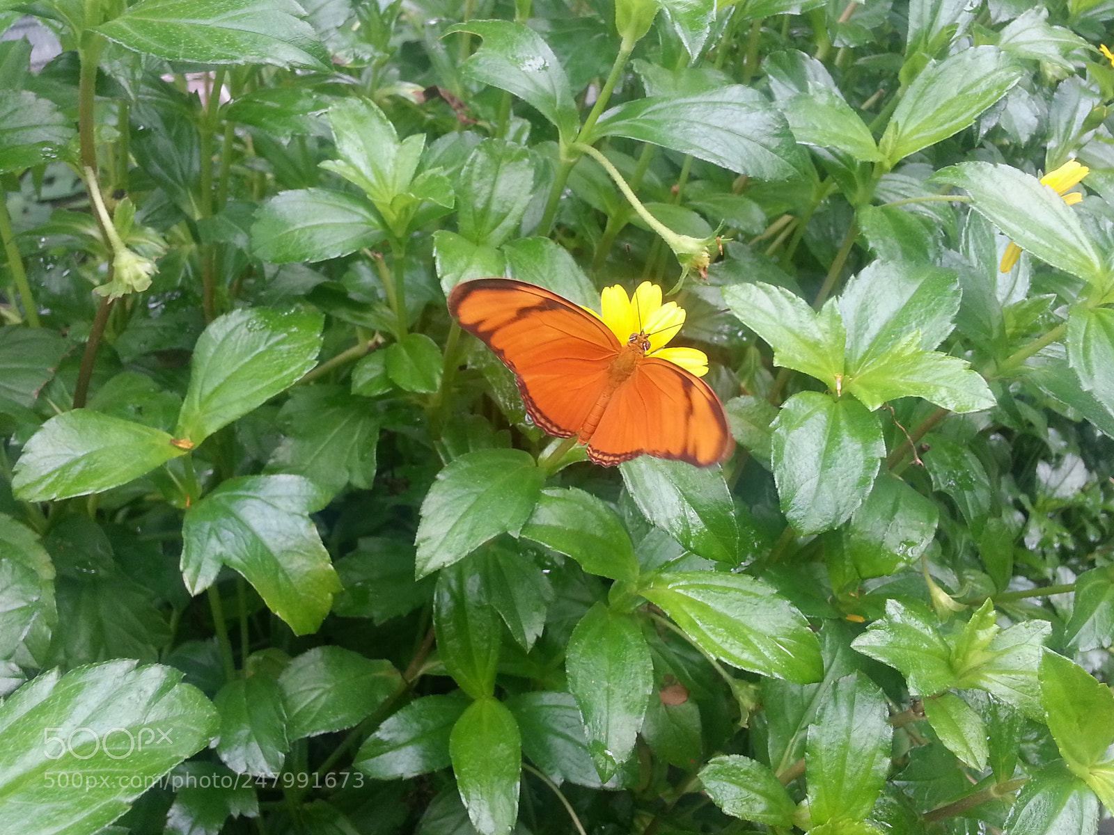 Samsung Galaxy S3 sample photo. Butterfly photography