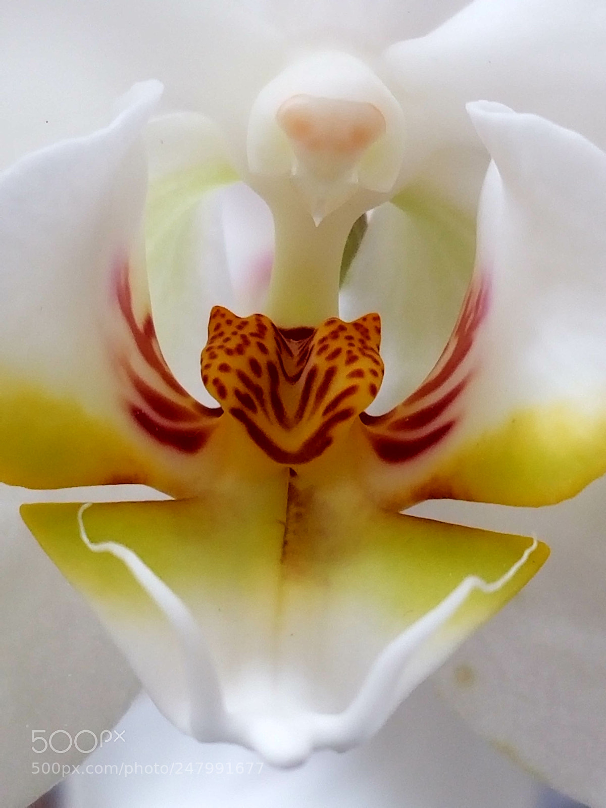 Samsung Galaxy S8 sample photo. Beautiful flower photography