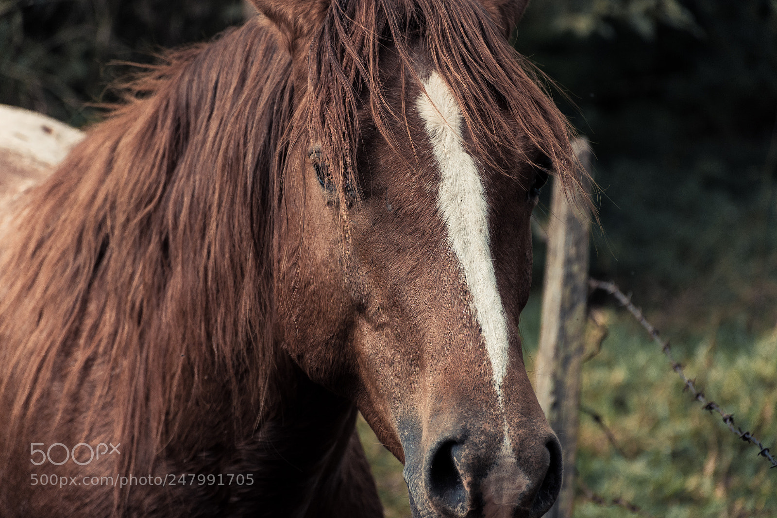 Nikon D7200 sample photo. Horse photography