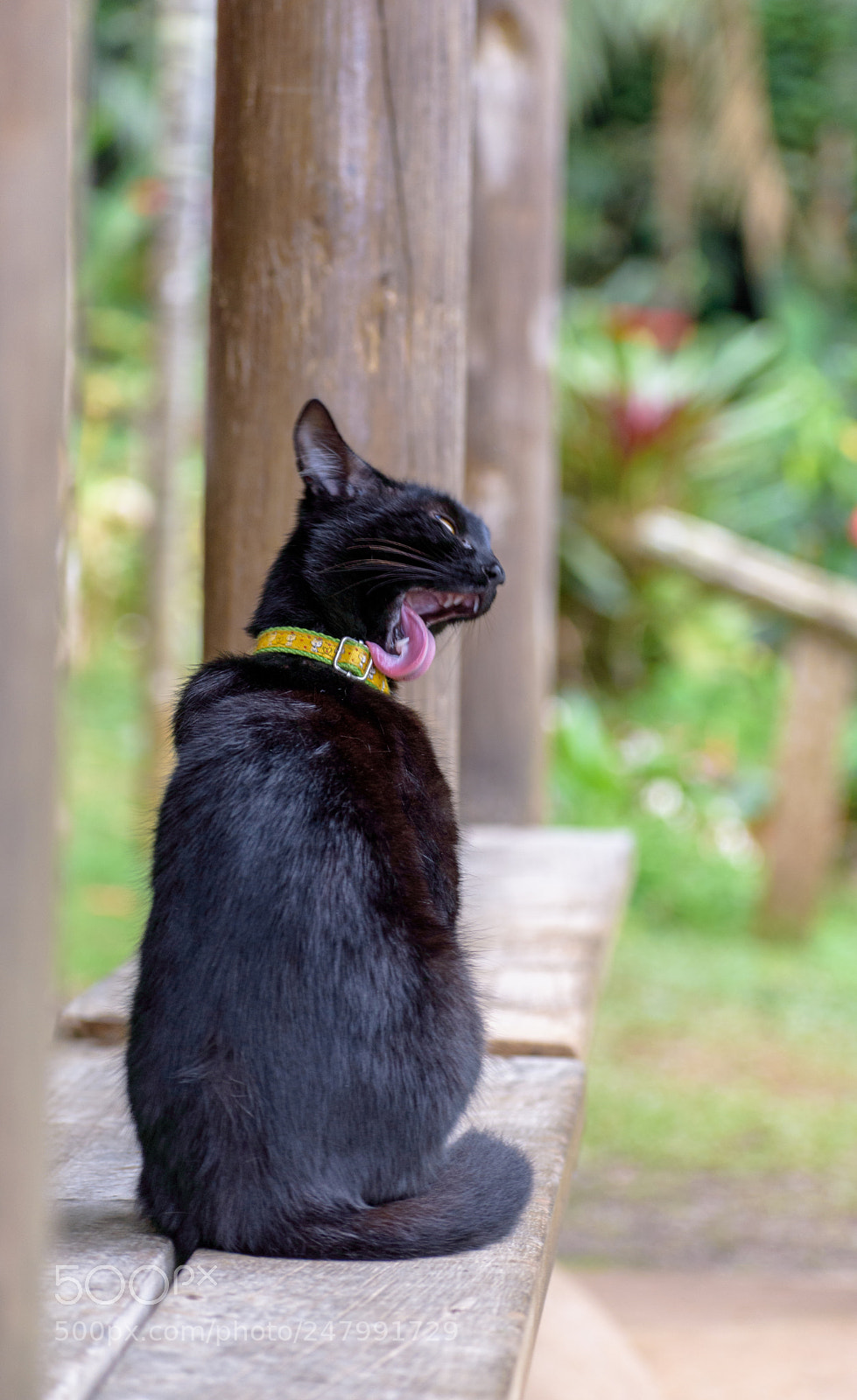 Nikon D3400 sample photo. Small cat bath photography