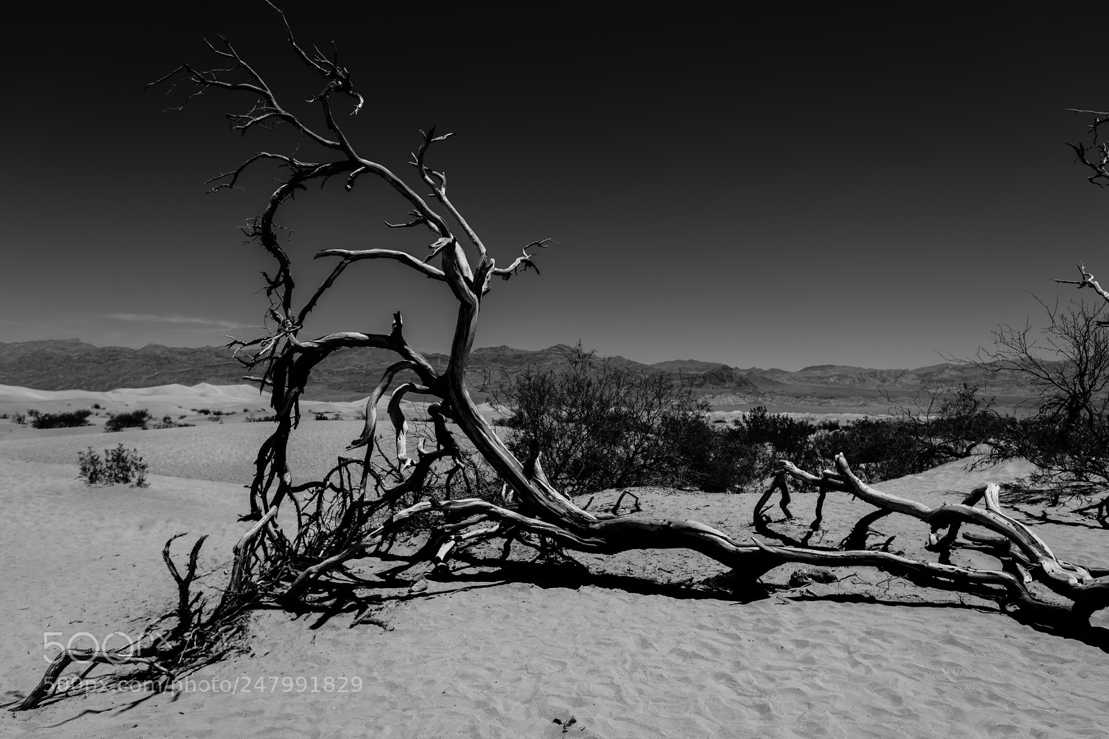 Nikon D810 sample photo. Stovepipe wells photography