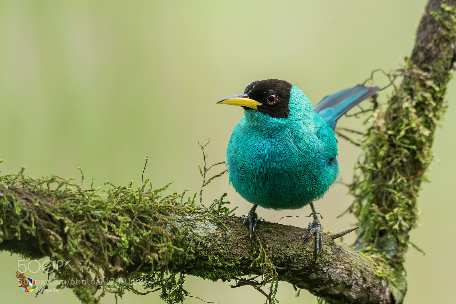 Nikon D7100 sample photo. Green honeycreeper photography