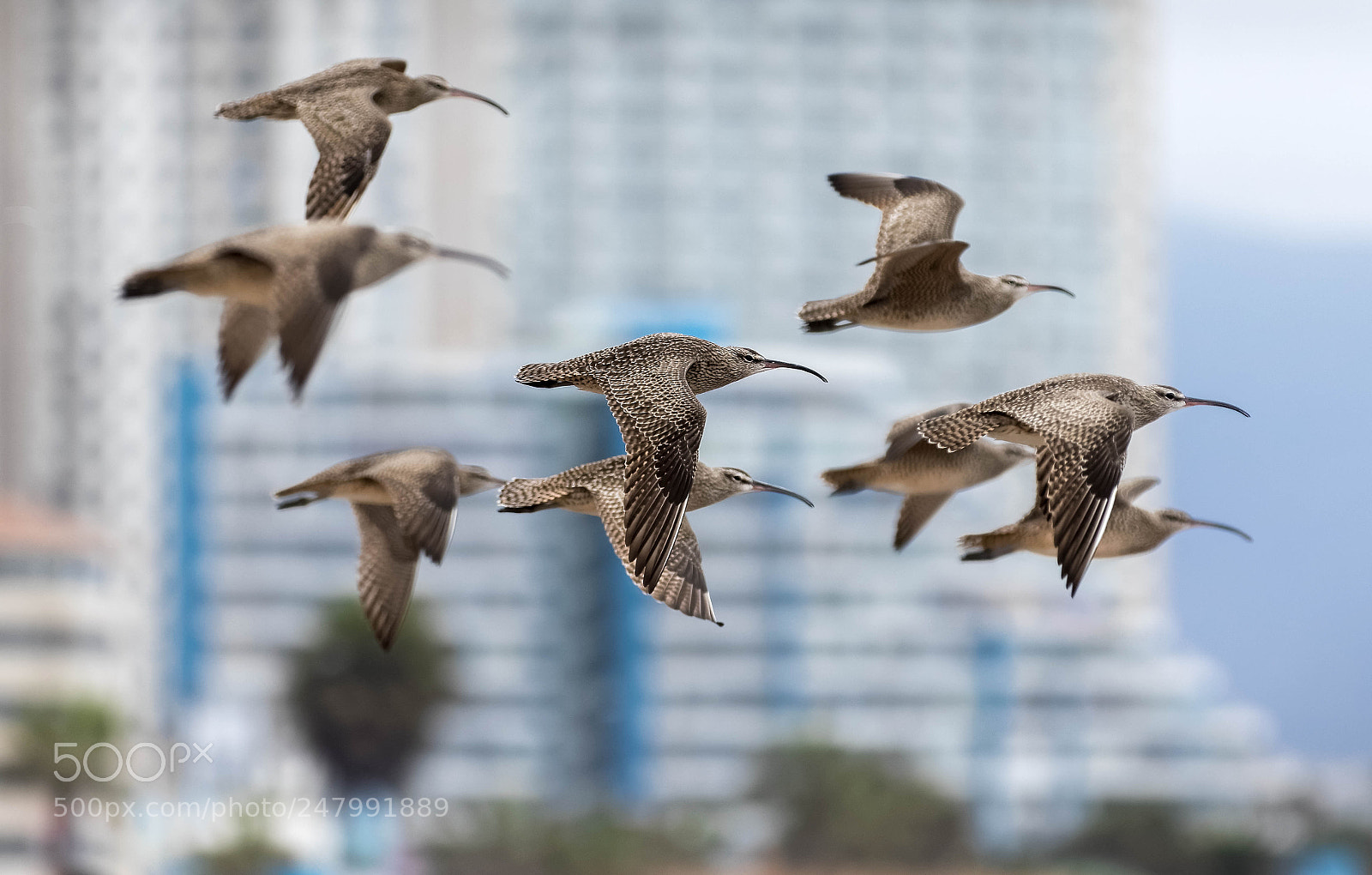 Canon EOS 7D Mark II sample photo. Zarapitos photography