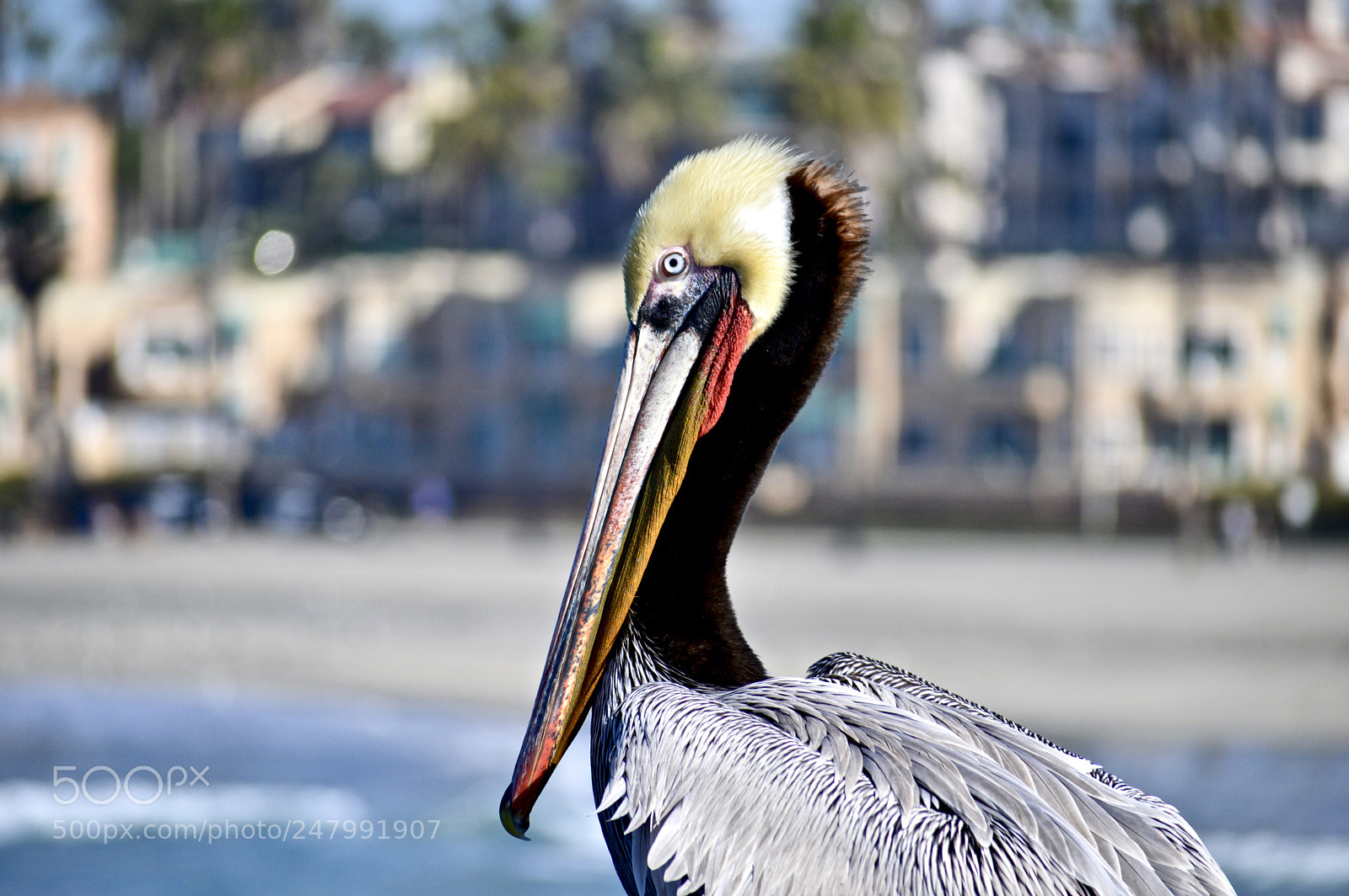 Nikon D3200 sample photo. Pier watching photography
