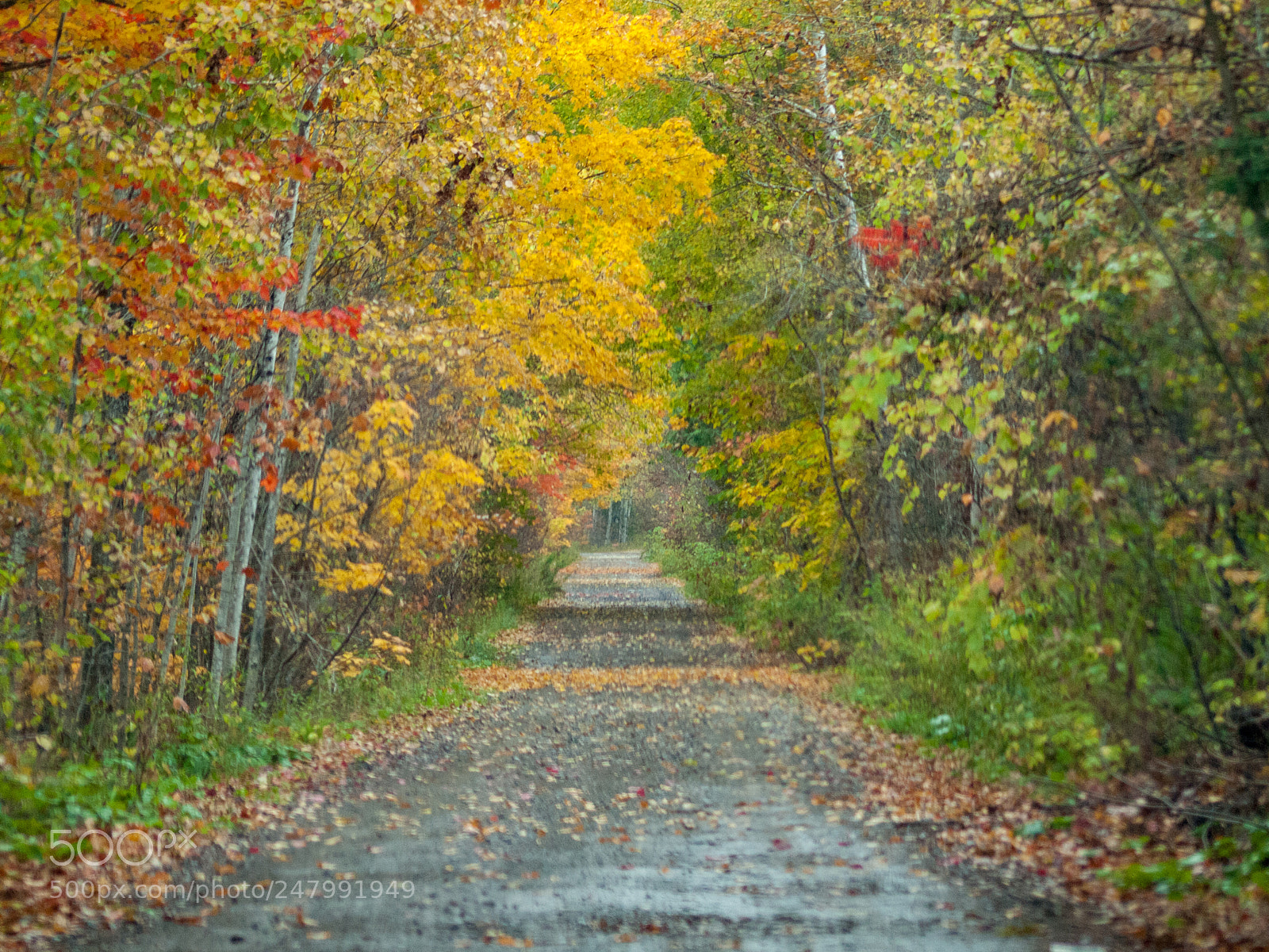 Olympus E-620 (EVOLT E-620) sample photo. Less travelled fall road photography