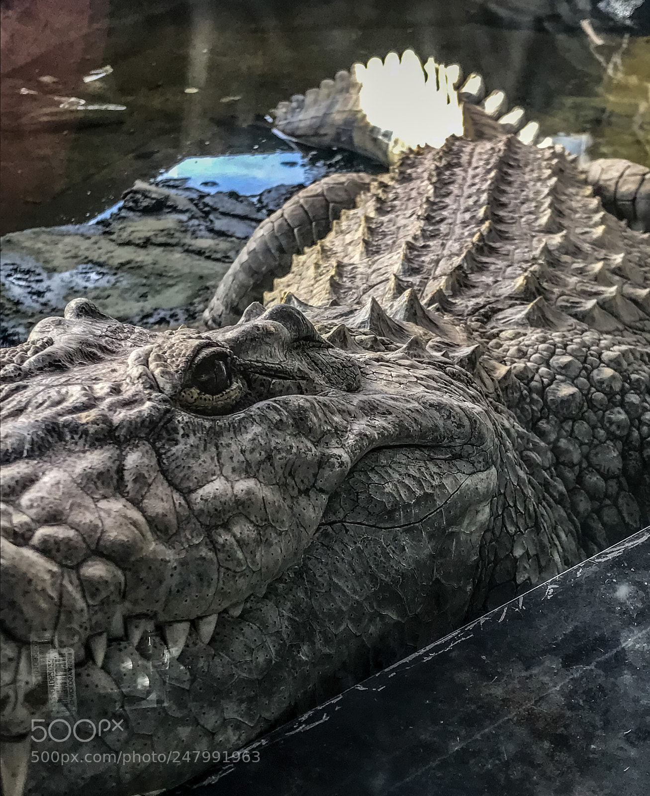Apple iPhone 7 sample photo. Nile river crocodile photography