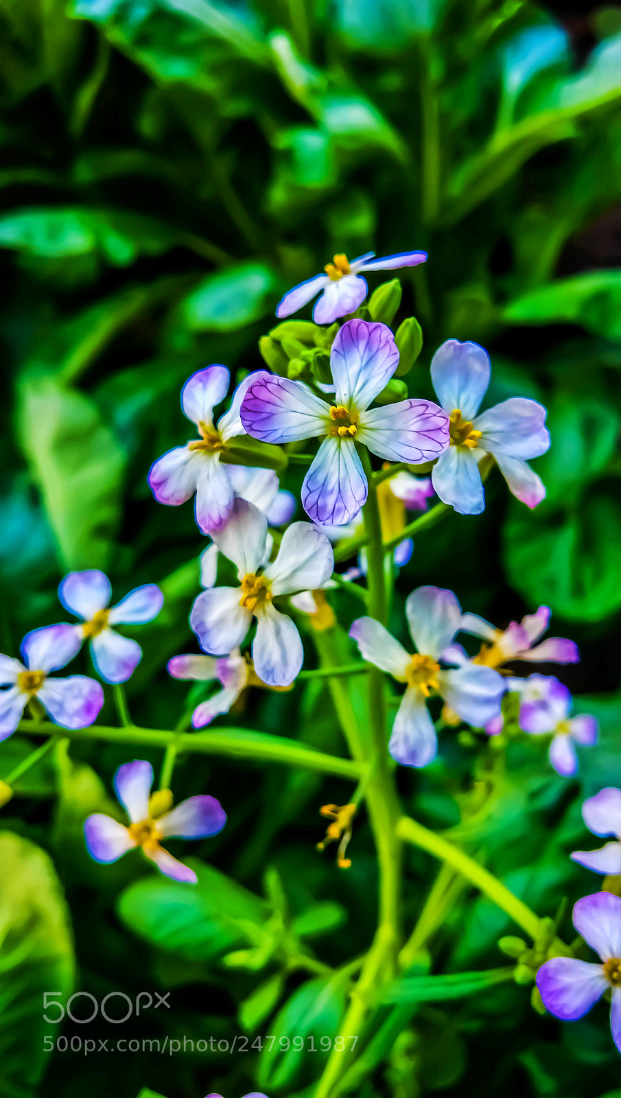 vivo 1601 sample photo. Flower photography