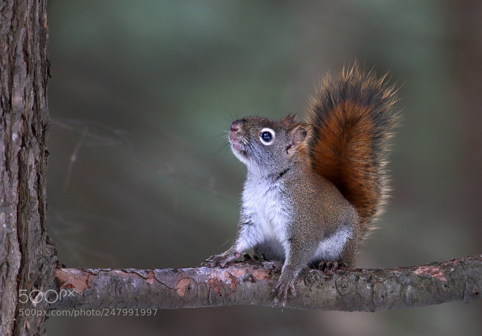 Canon EOS 7D Mark II sample photo. Red alert photography