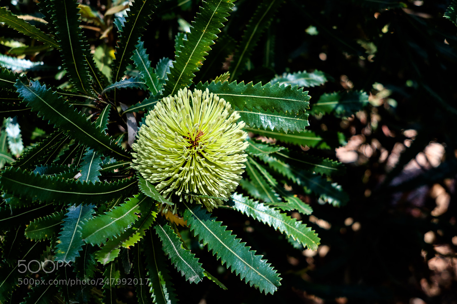 Canon PowerShot G1 X Mark III sample photo. Banksia 2 - canon photography