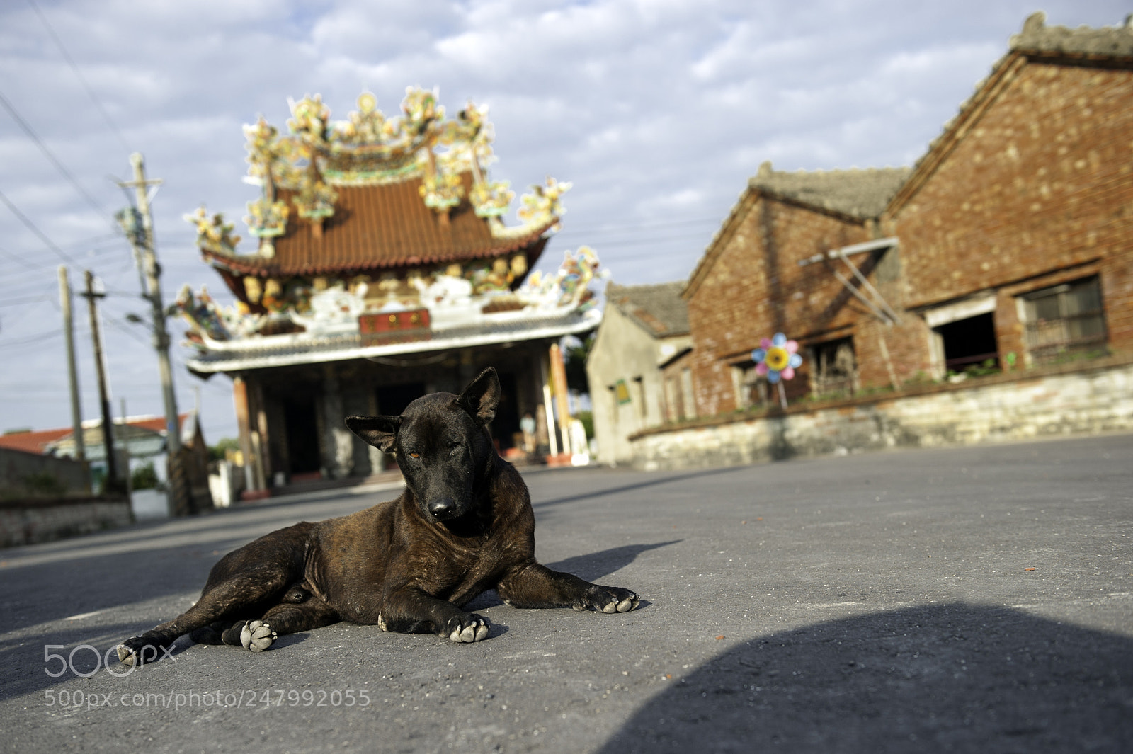 Nikon D700 sample photo. 寺狗, temple dog photography