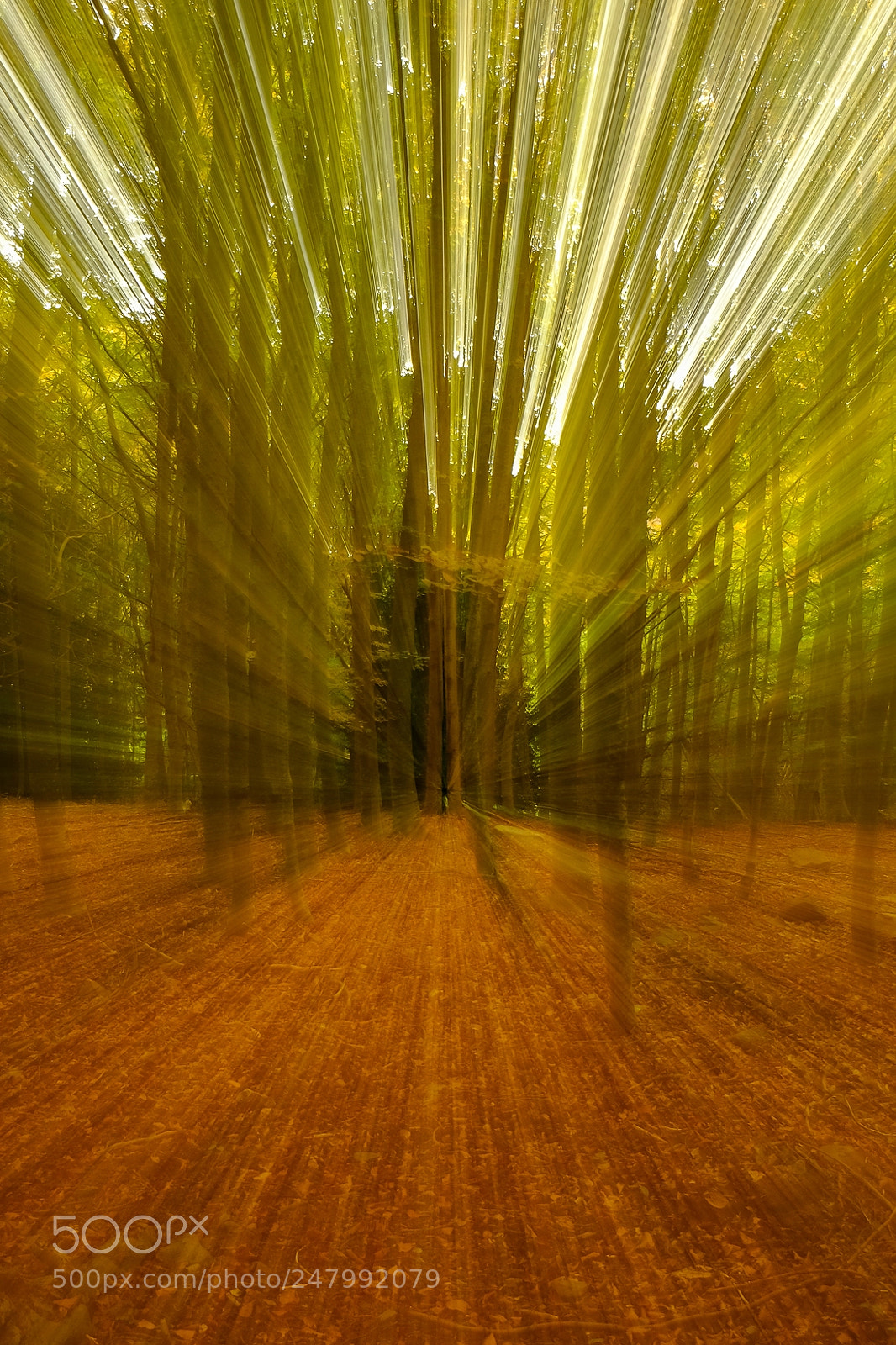 Fujifilm X-T10 sample photo. Zoom in the forest photography