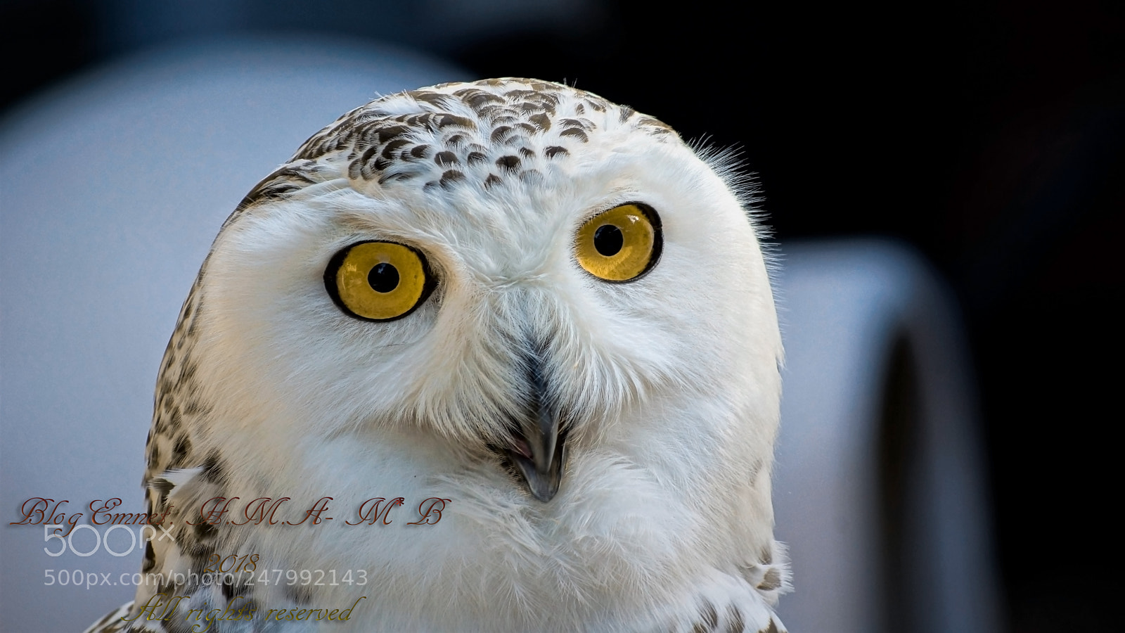 Sony SLT-A77 sample photo. Owl a workshop with photography