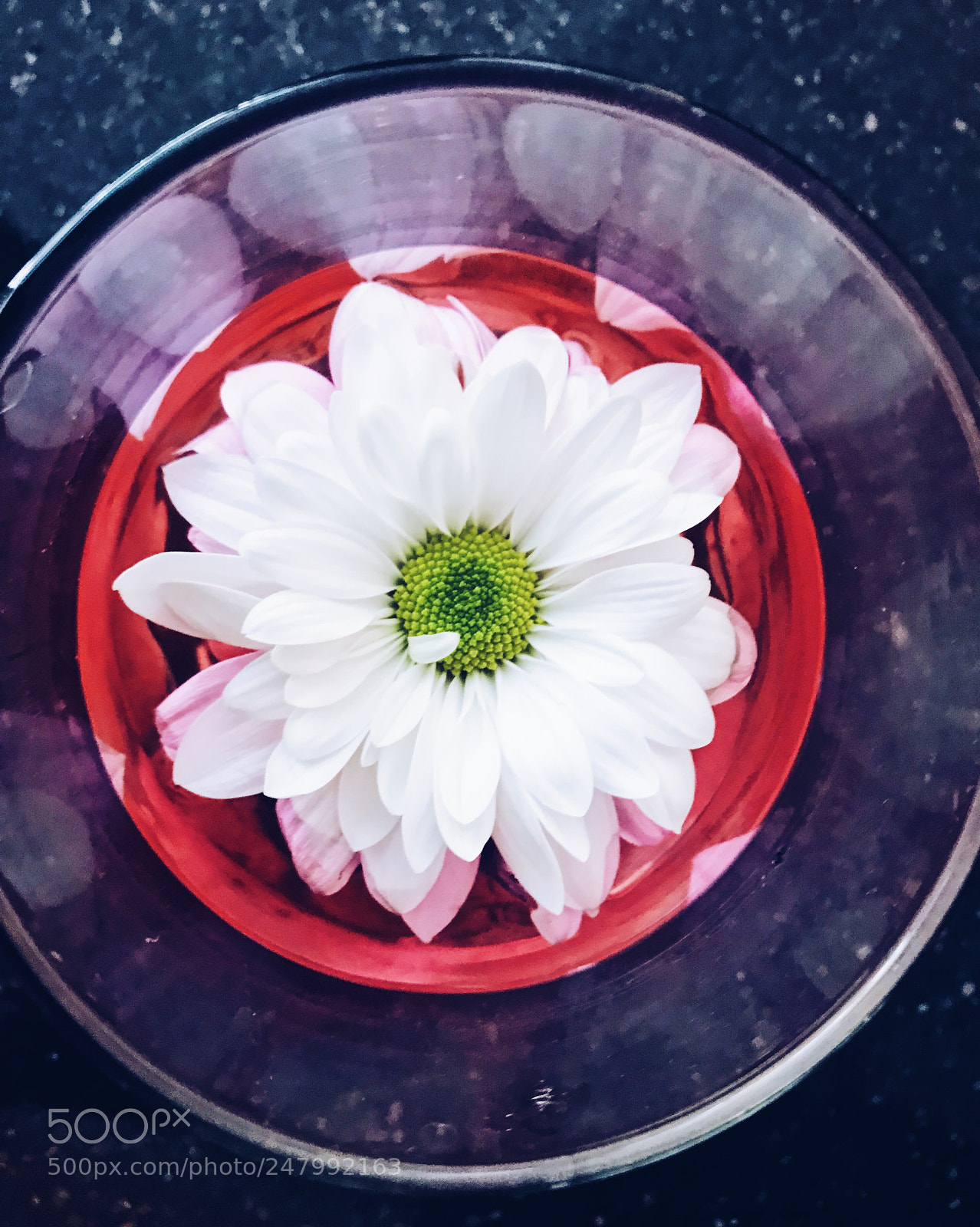 Apple iPhone 7 Plus sample photo. White flower photography