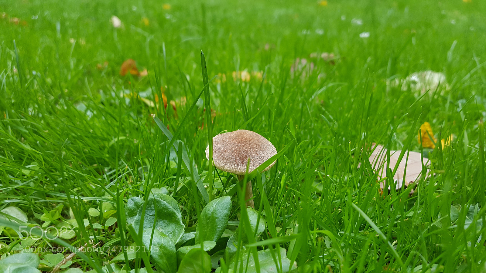 Samsung GALAXY S6 edge sample photo. Mushroom photography