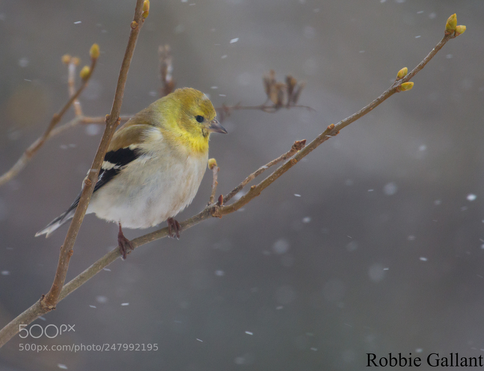 Canon EOS 7D sample photo. American goldfinch photography