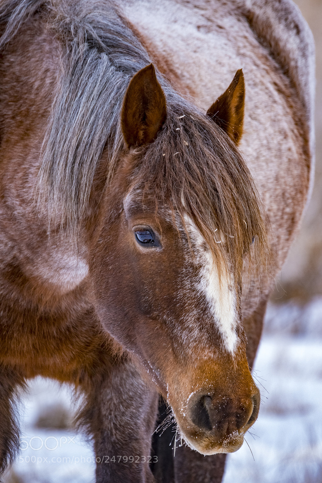 Nikon D500 sample photo. Mare photography