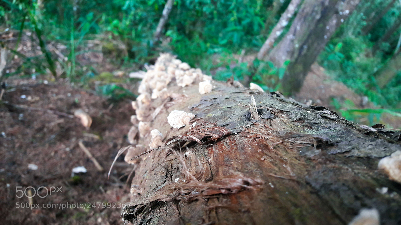 Samsung Galaxy A5(2016) sample photo. A wood resting photography