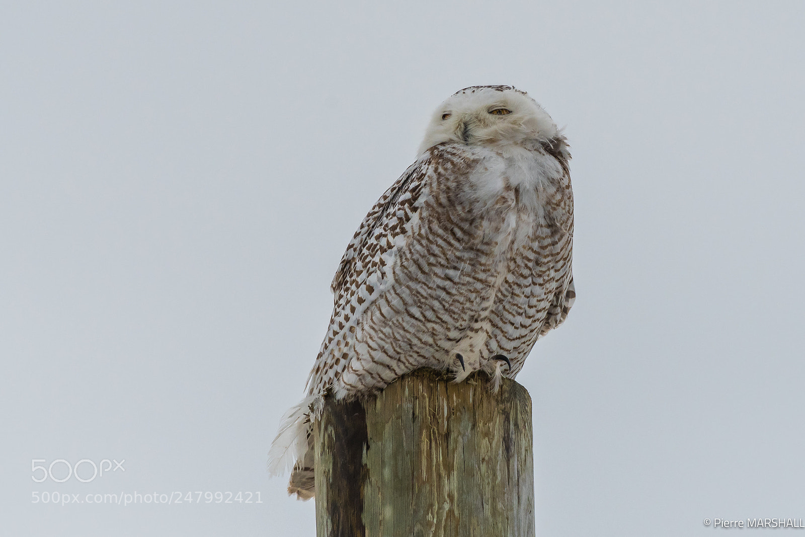 Nikon D500 sample photo. Snowy owl photography