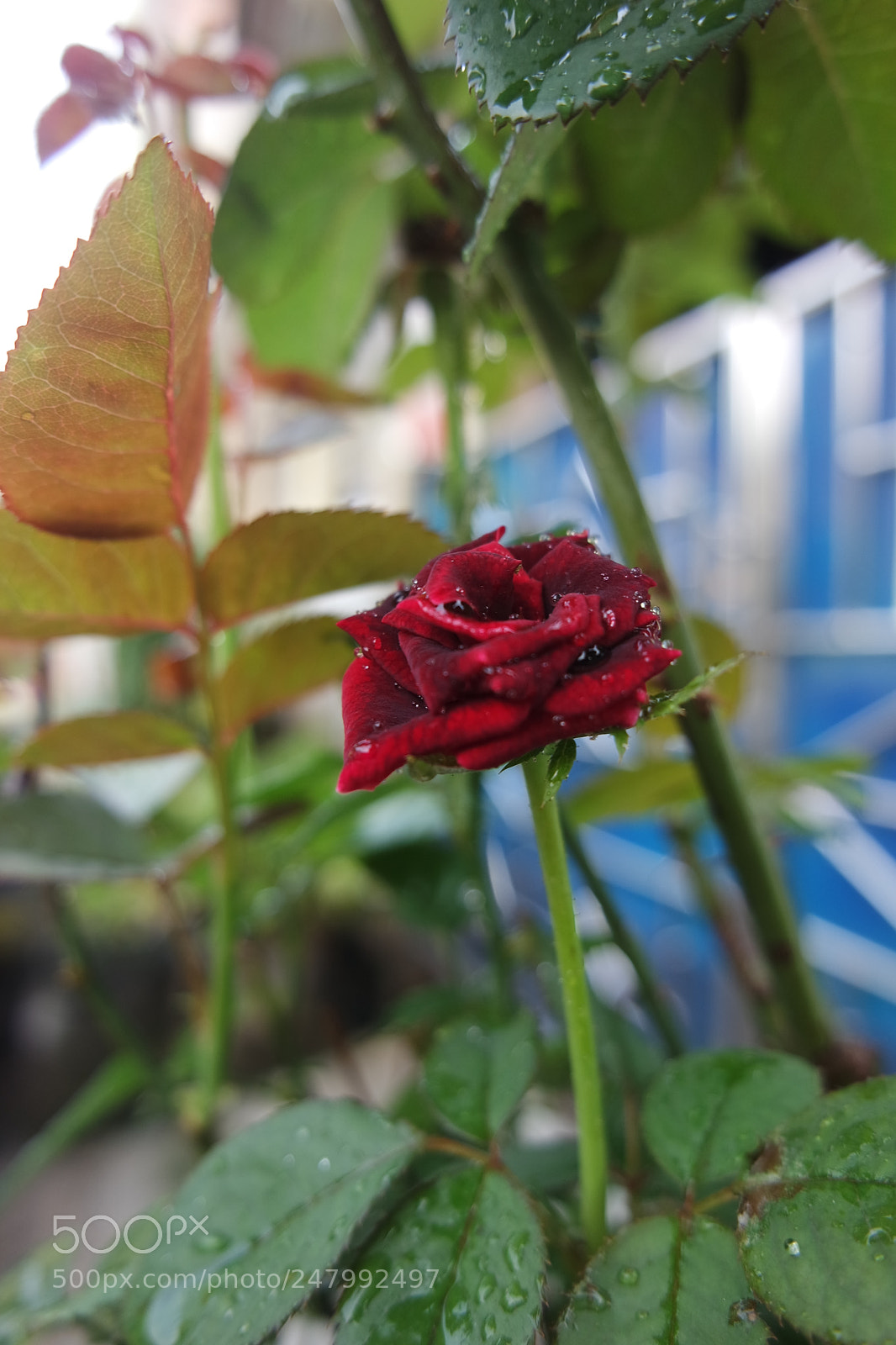 Samsung NX3000 sample photo. Blooming red photography