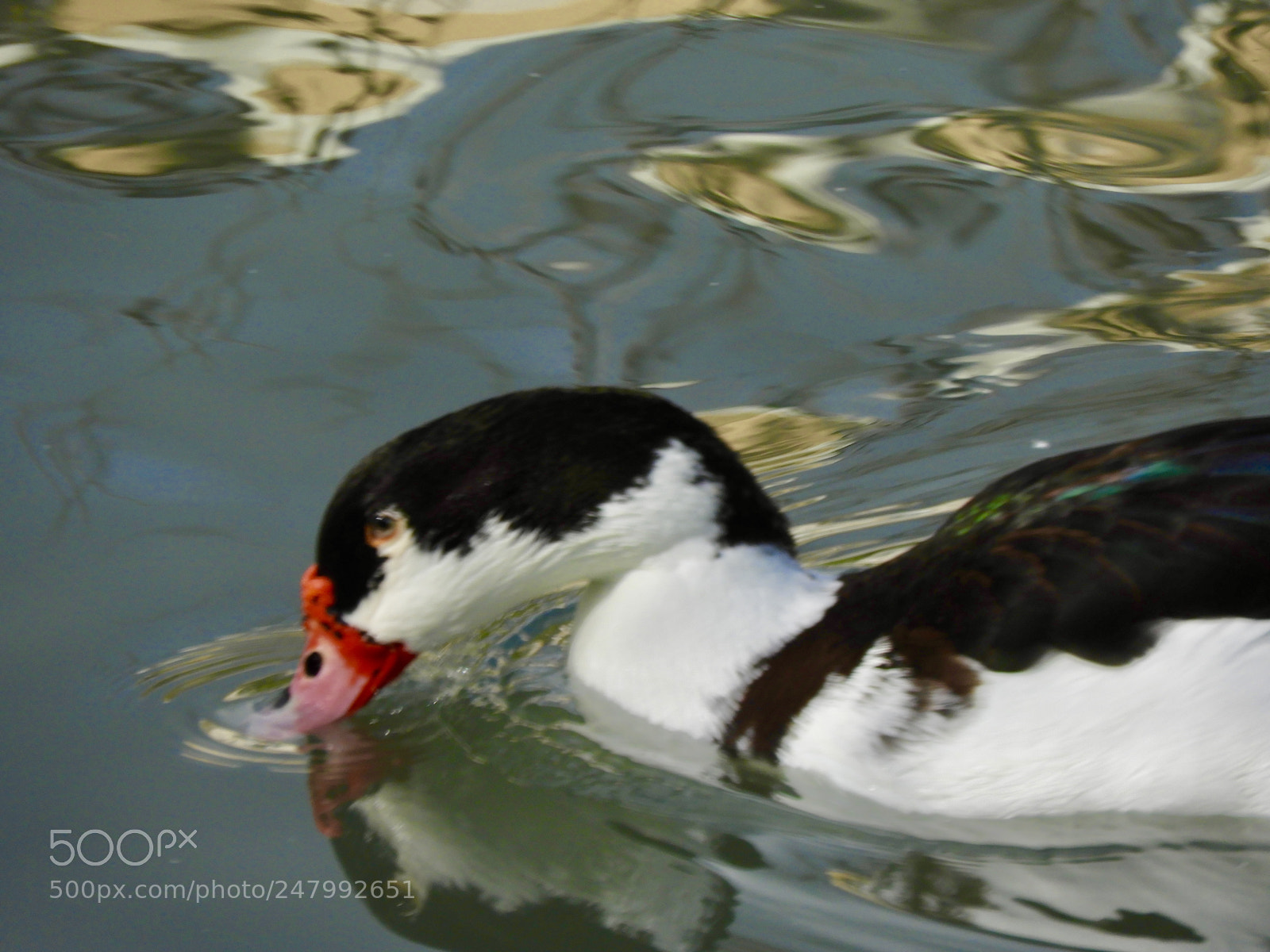 Nikon Coolpix B700 sample photo. Colorful duck photography