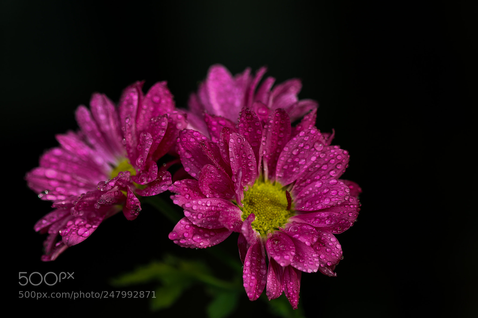 Canon EOS 80D sample photo. Flowers photography