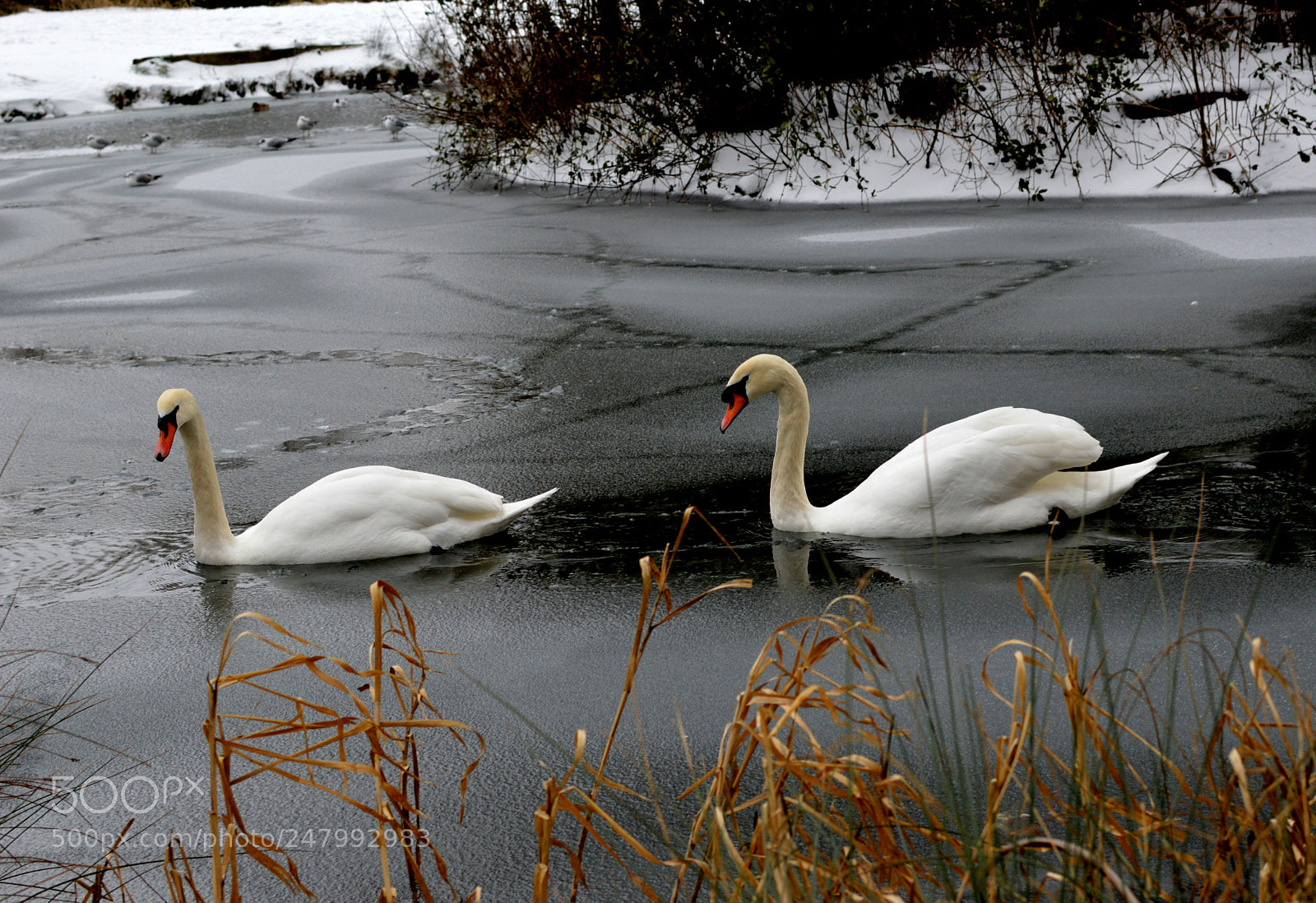 Nikon D3200 + Nikon AF-S DX Nikkor 35mm F1.8G sample photo. Swans in winter photography