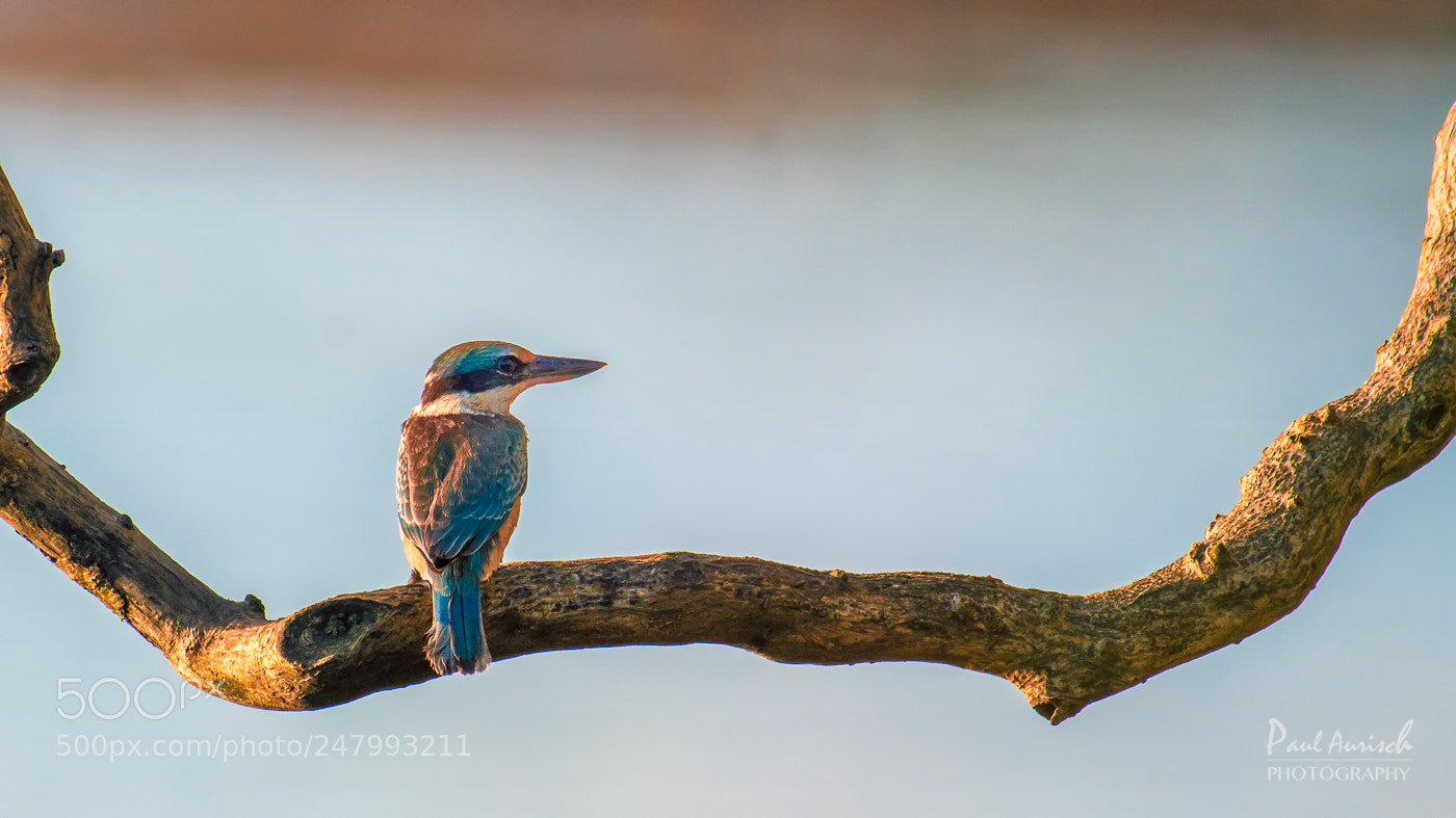 Nikon D500 sample photo. Sacred kingfisher photography
